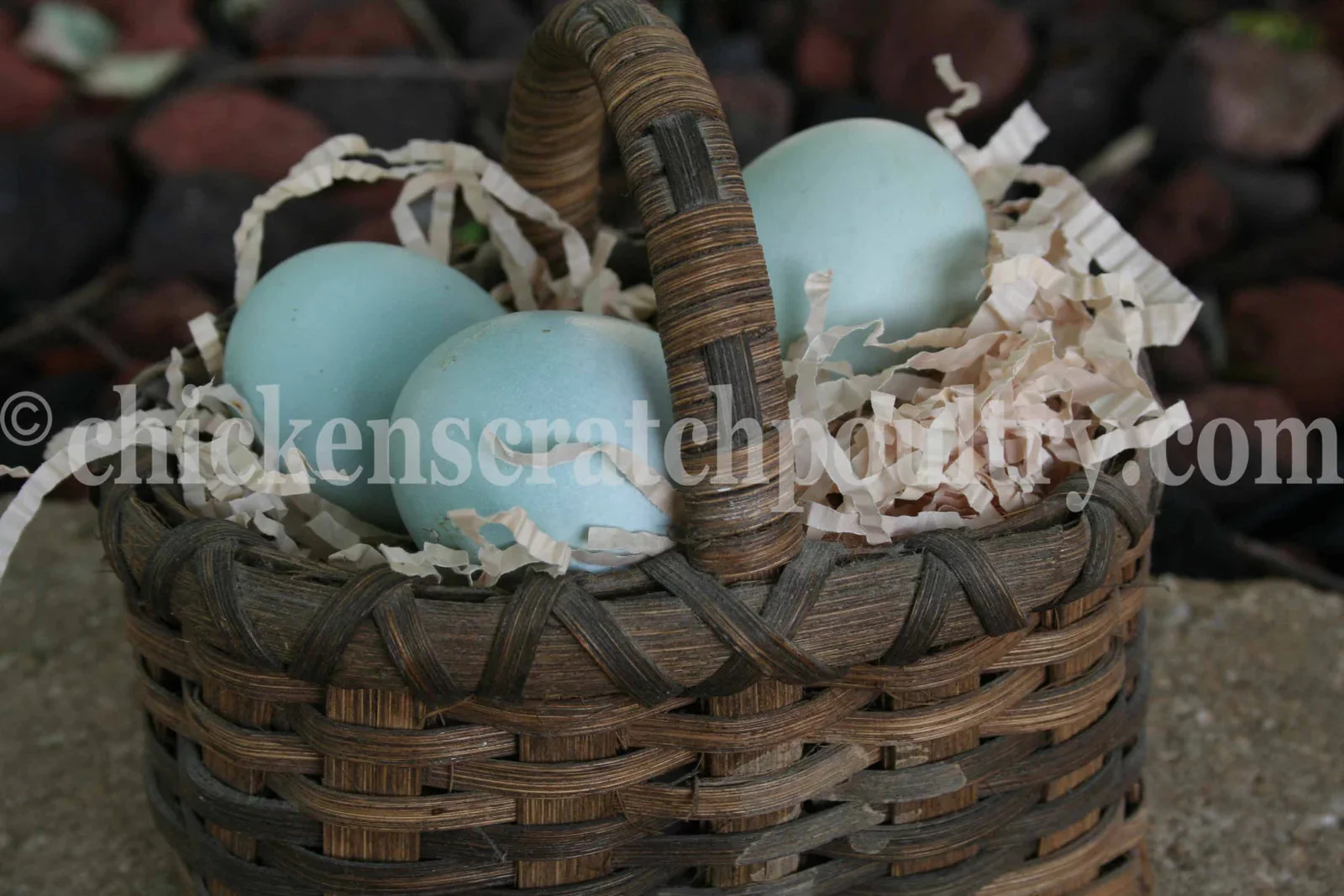 Rumpless Tufted Araucana Fertile Hatching Eggs - Image 3