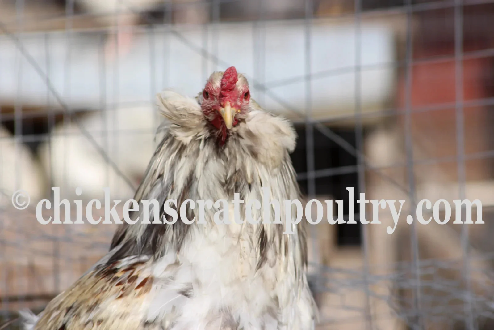 Rumpless Tufted Araucana Fertile Hatching Eggs - Image 4