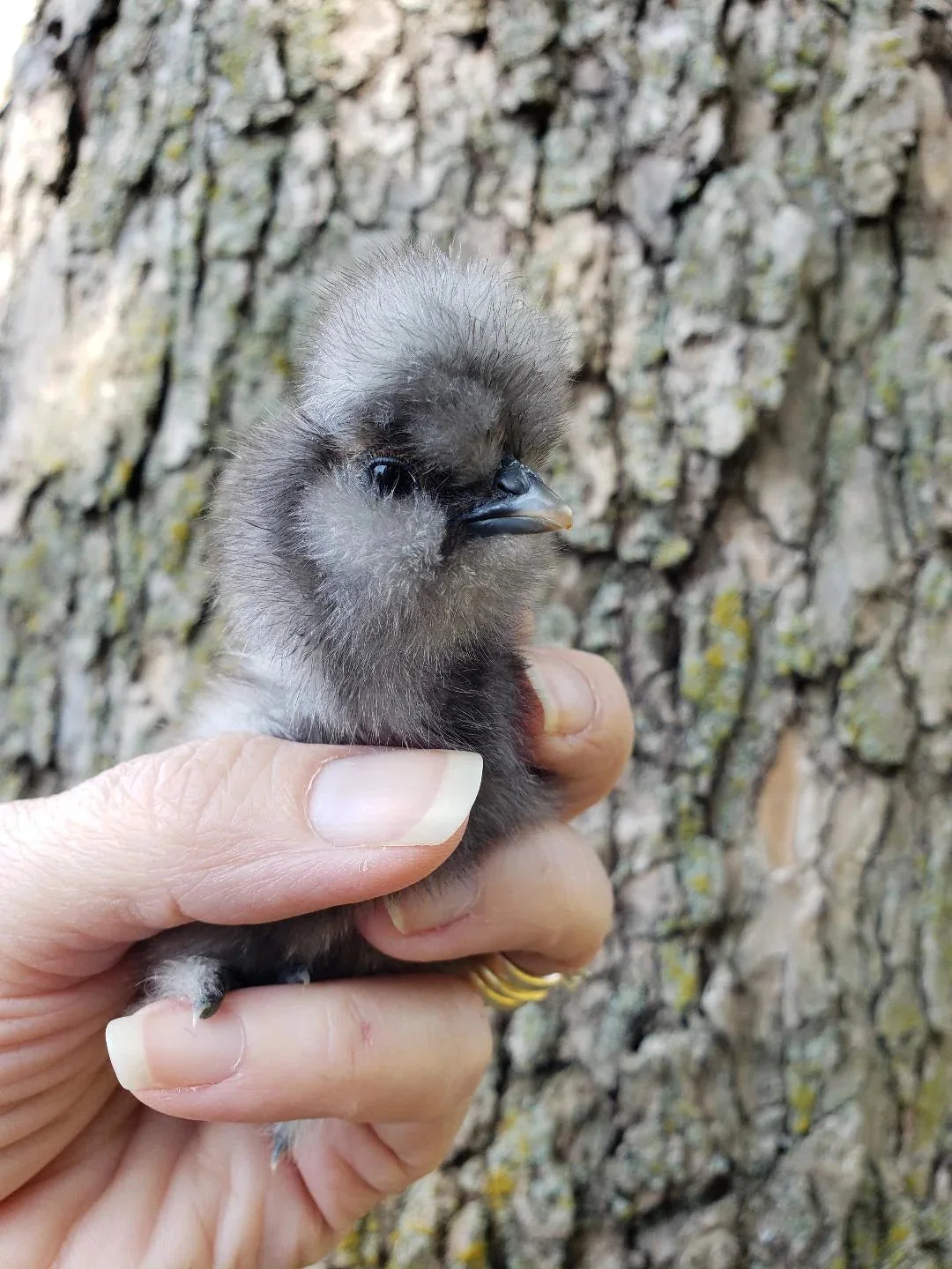 Silkie Bearded Crested Fertile Hatching Eggs - Image 4