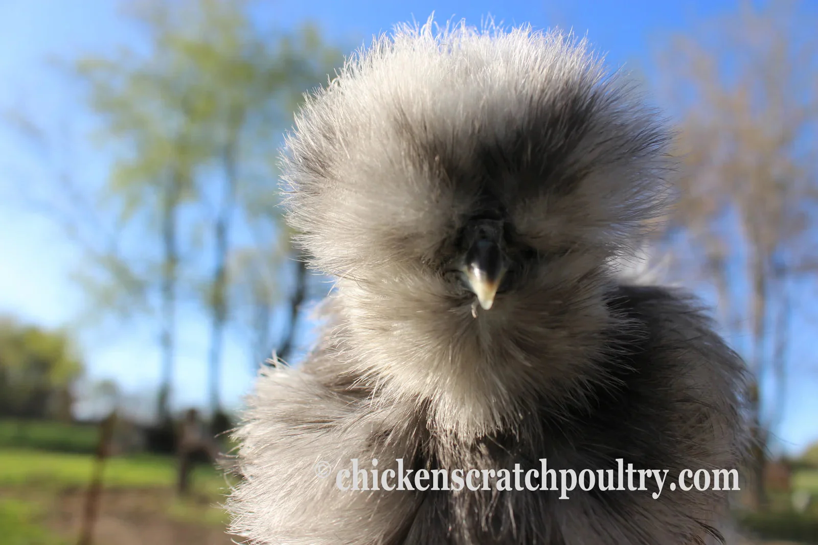 Silkie Bearded Crested Fertile Hatching Eggs - Image 6