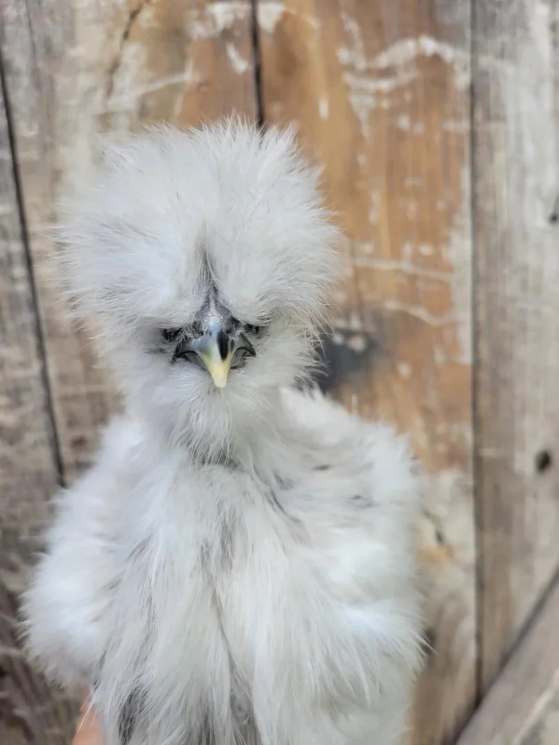 Silkie Bearded Crested Fertile Hatching Eggs - Image 7