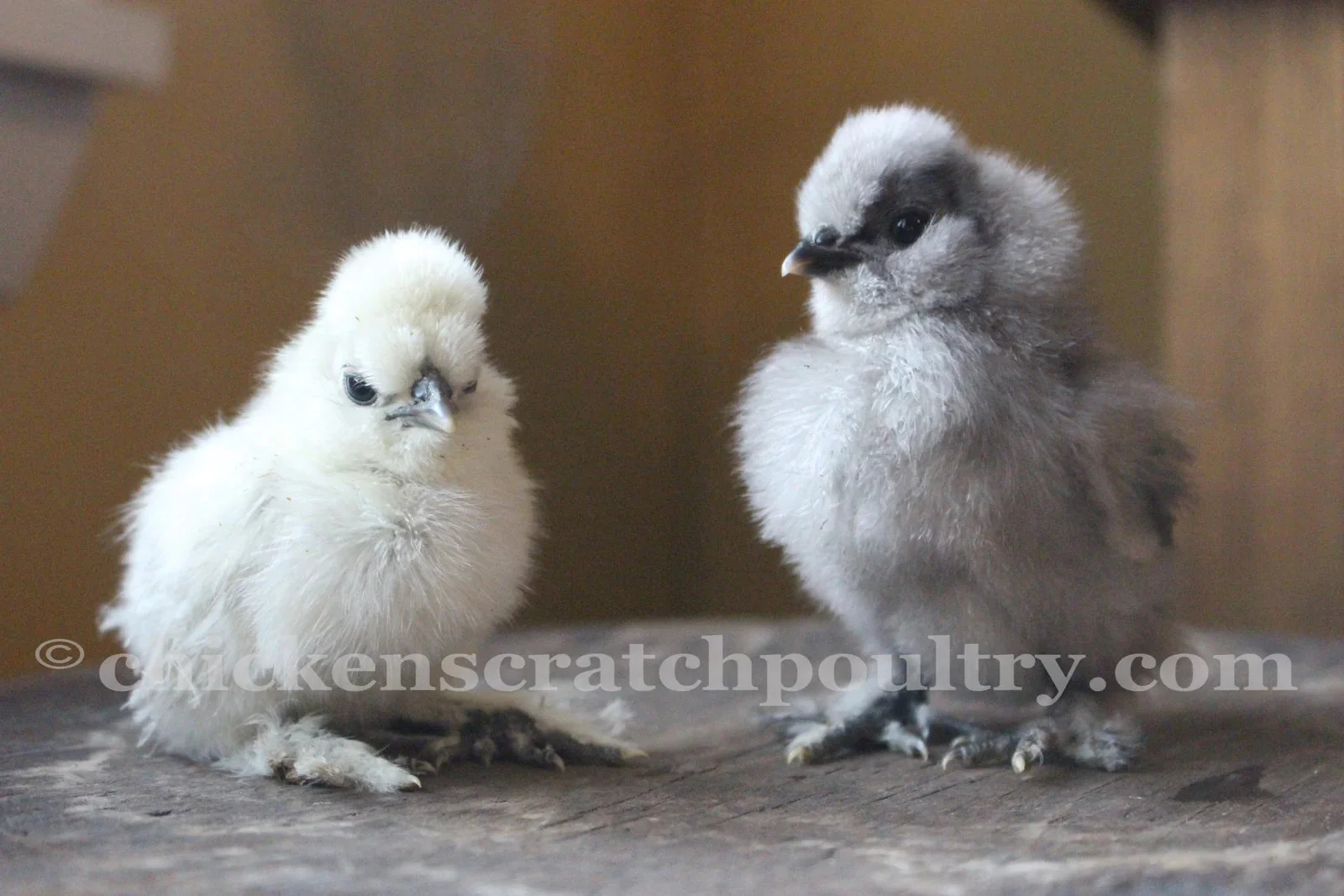 Silkie Bearded Crested Started Young Pullet Hens - Image 3