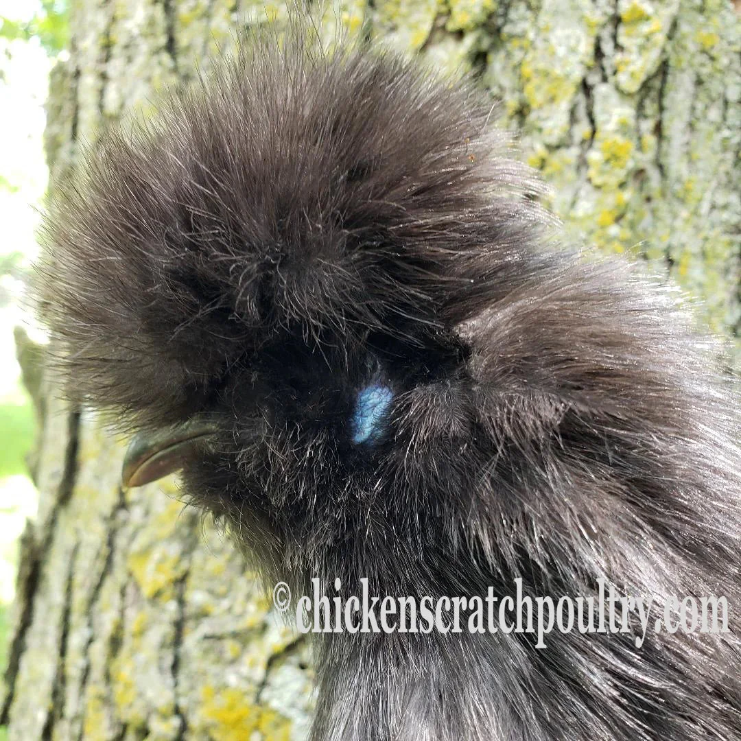 Silkie Bearded Crested Started Young Pullet Hens - Image 4
