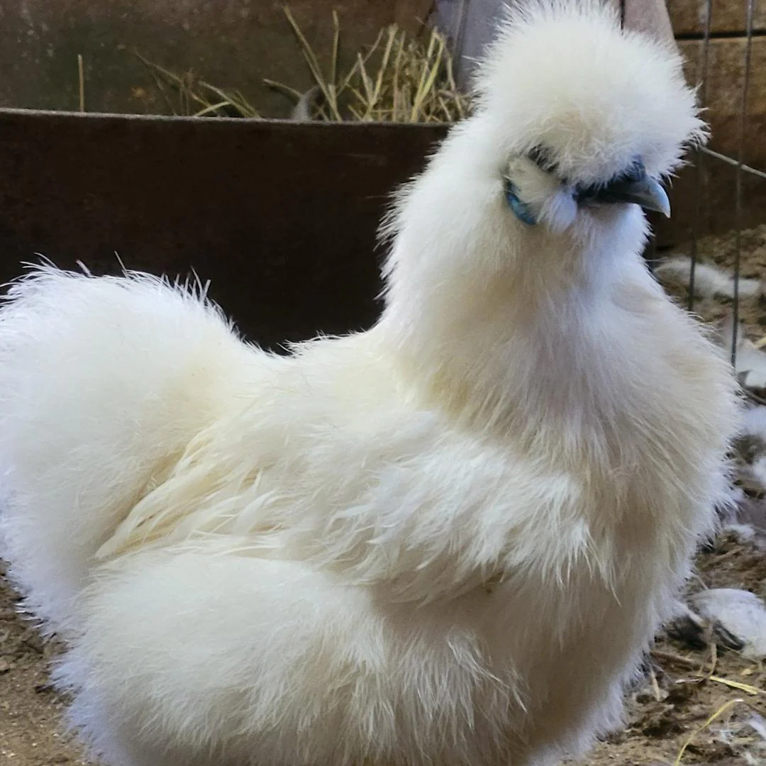 Silkie White Bearded Crested Chicks - Image 2