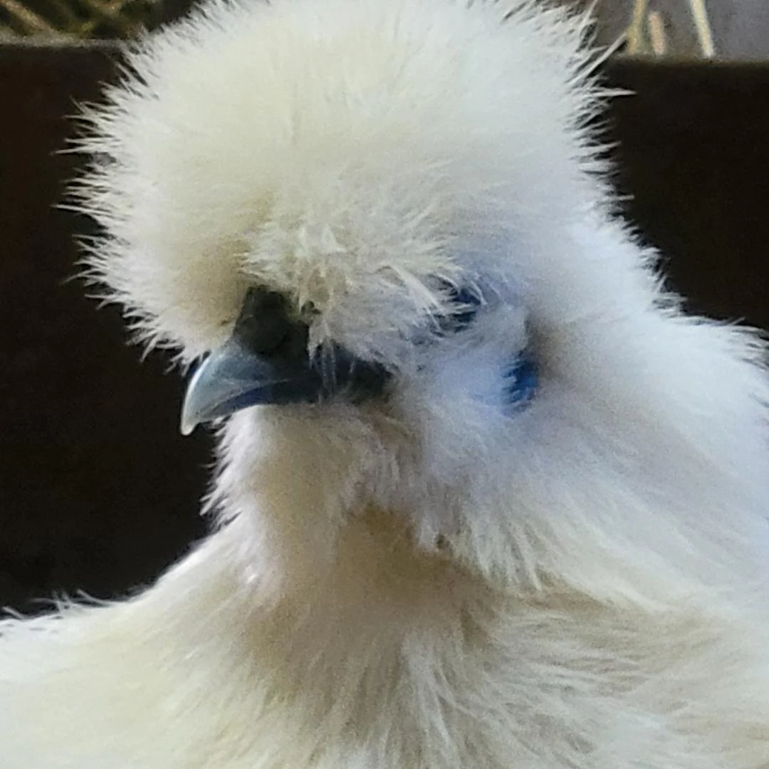 Silkie White Bearded Crested Chicks - Image 3