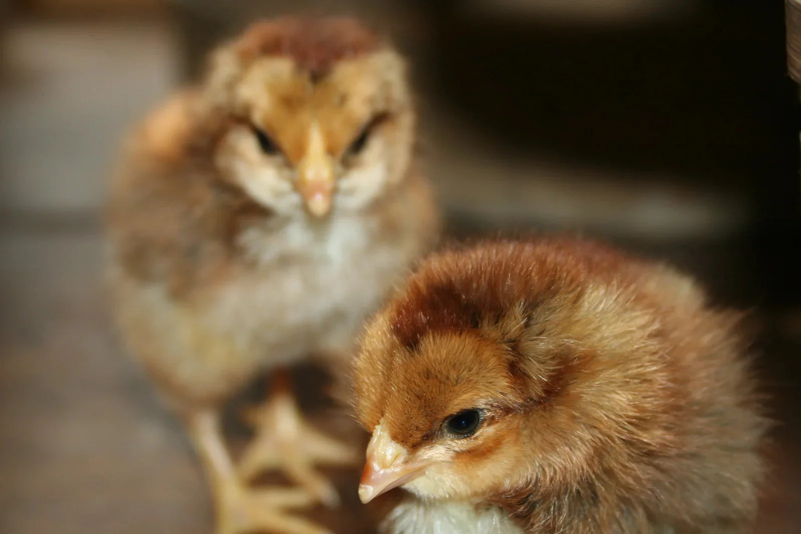 Welsummer Started Young Pullet Hens - Image 8