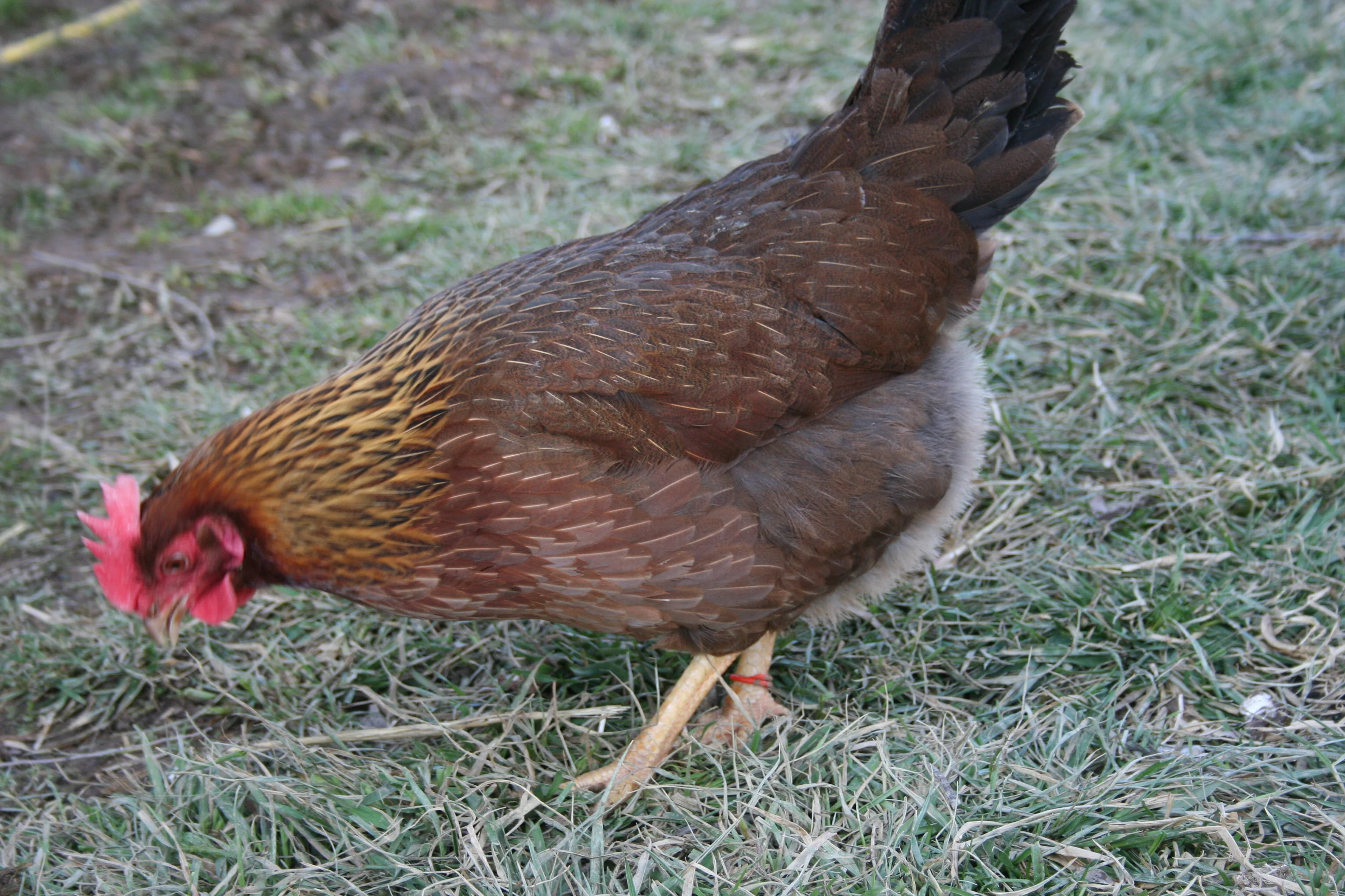 Welsummer Started Young Pullet Hens - Image 9