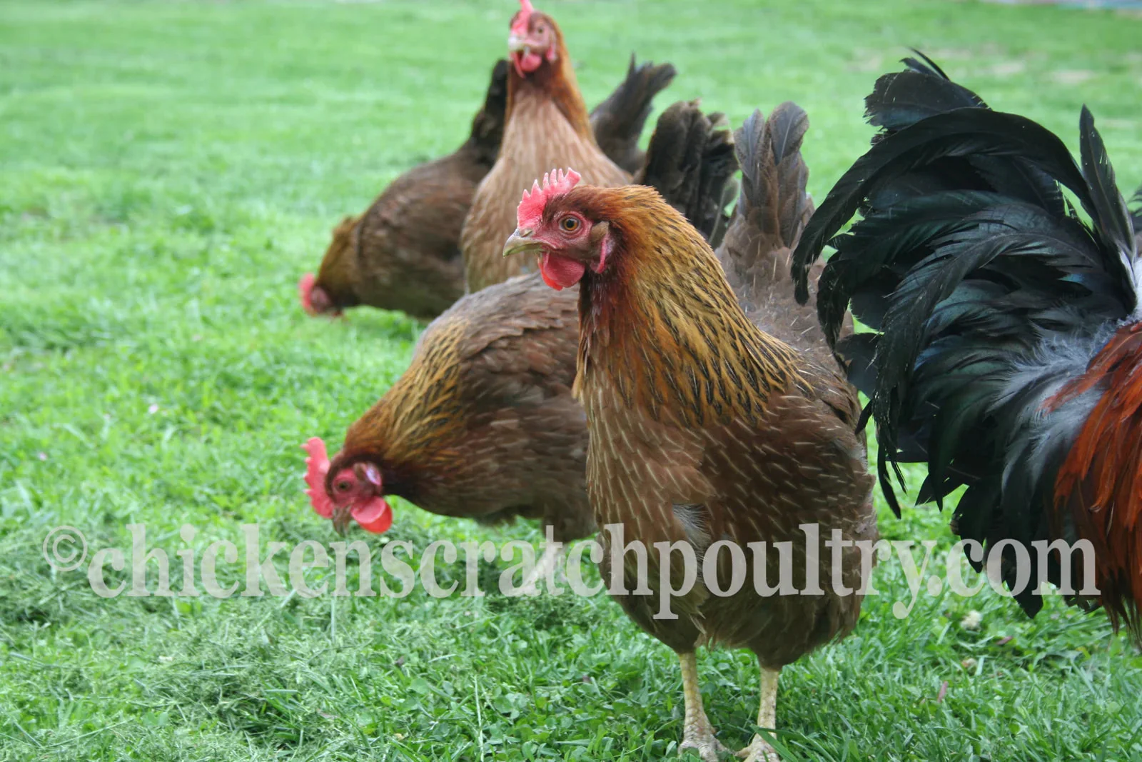 Welsummer Fertile Hatching Eggs - Image 2