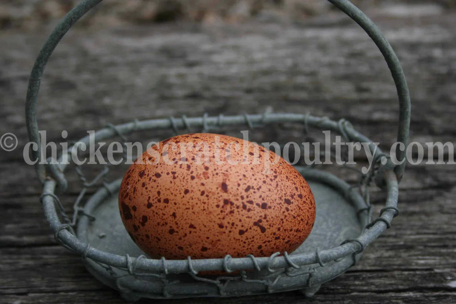 Welsummer Fertile Hatching Eggs - Image 5