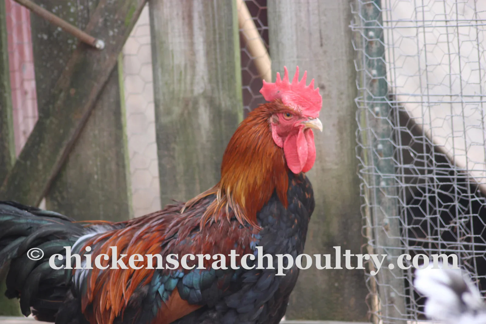 Welsummer Fertile Hatching Eggs - Image 6