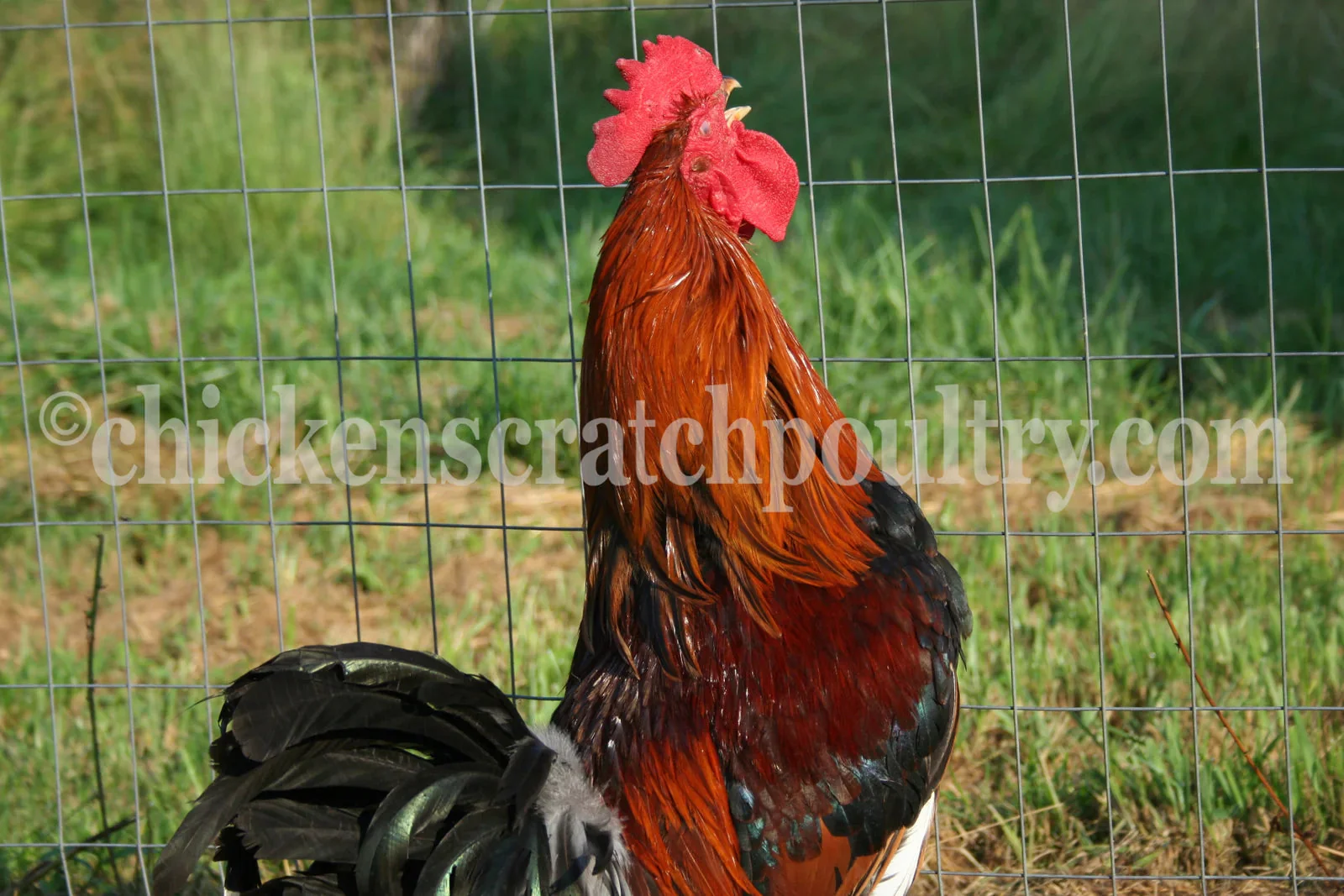 Welsummer Fertile Hatching Eggs - Image 8