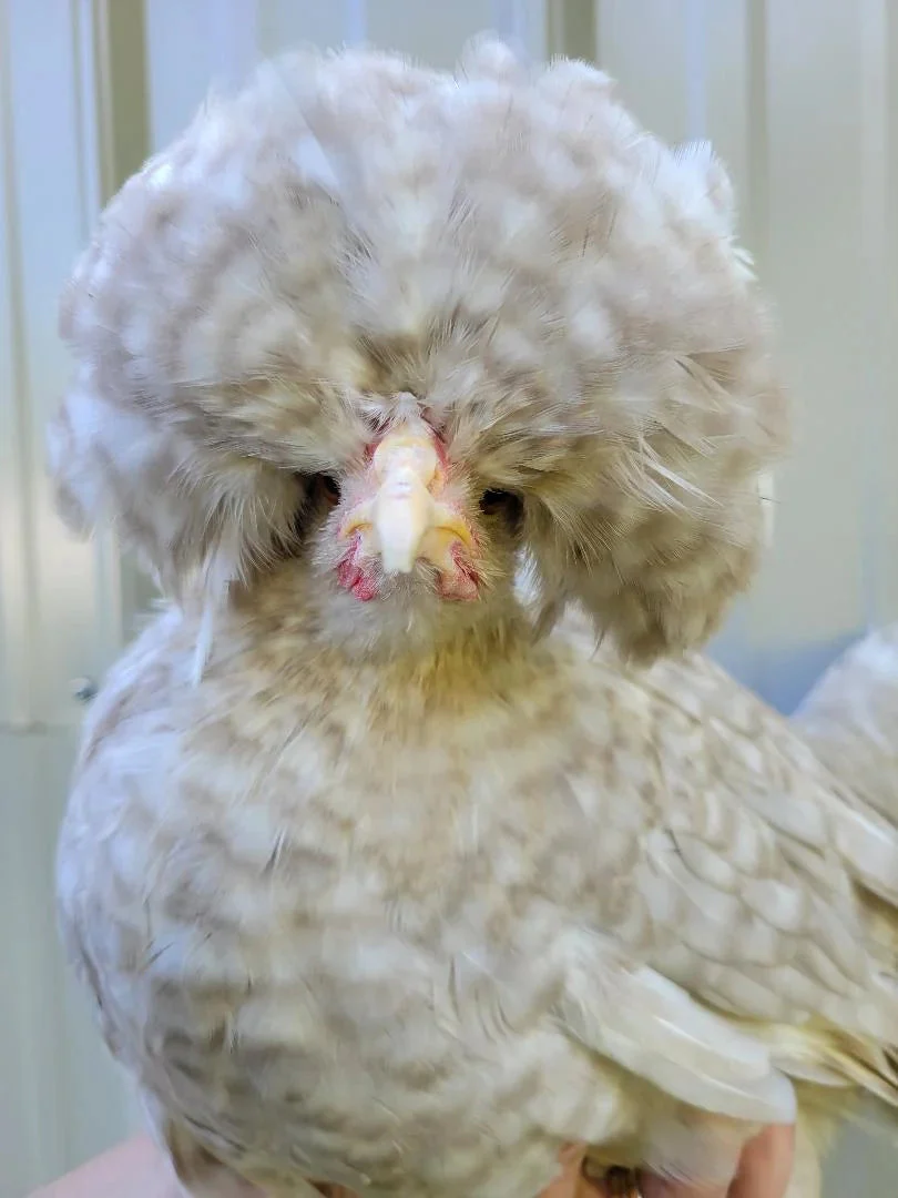 White Crested Cuckoo Polish Started Young Pullet Hens - Image 2