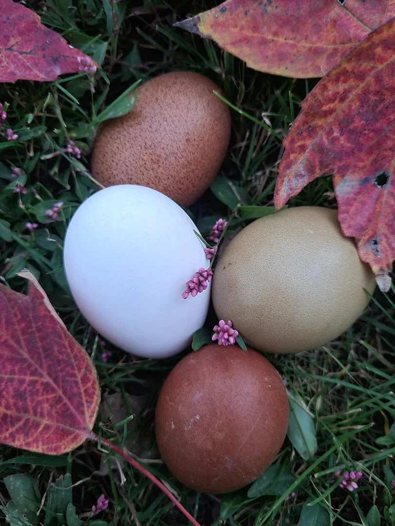 White Crested Cuckoo Polish Started Young Pullet Hens - Image 6