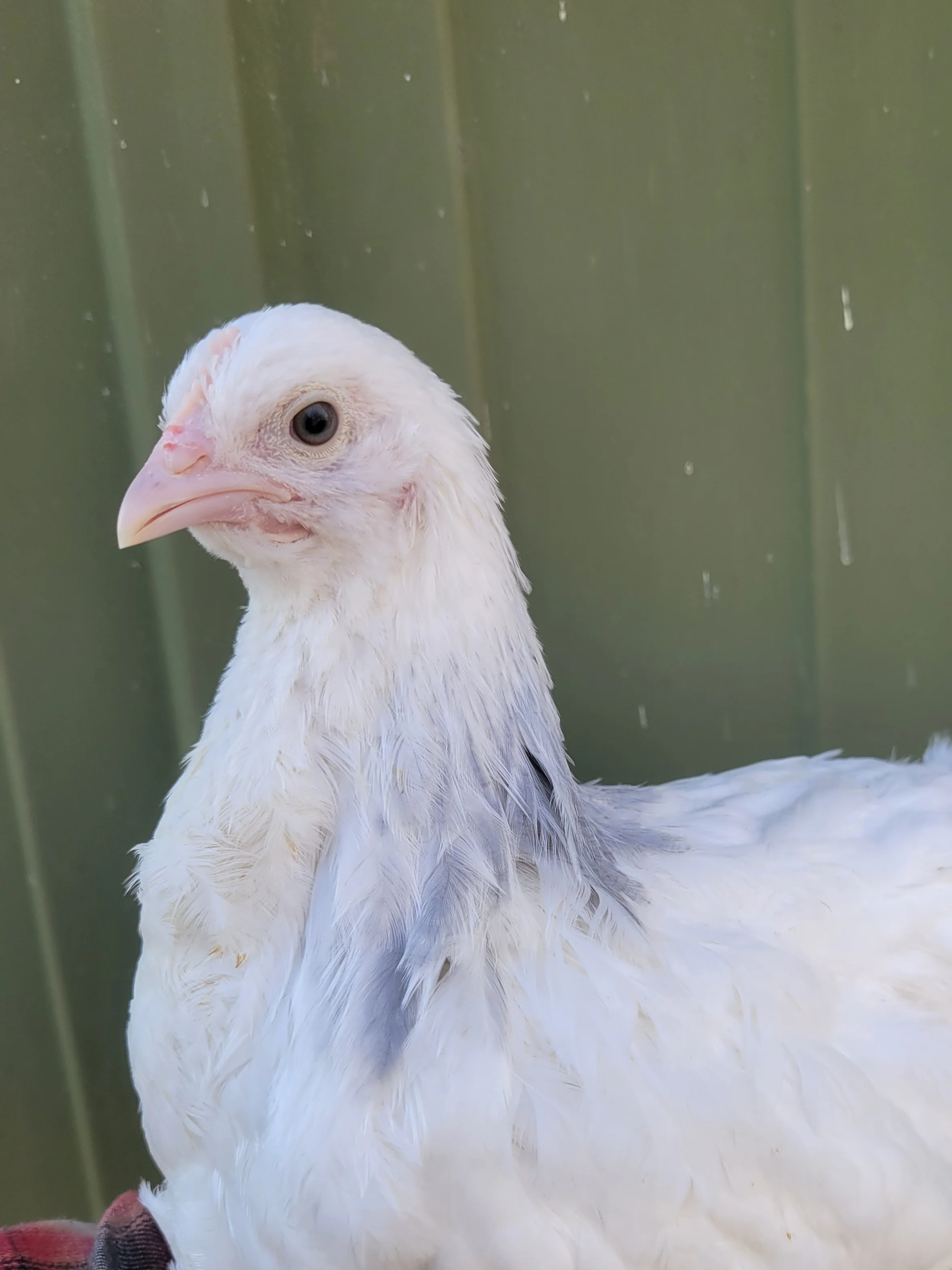 Coronation Sussex Chicks - Image 7