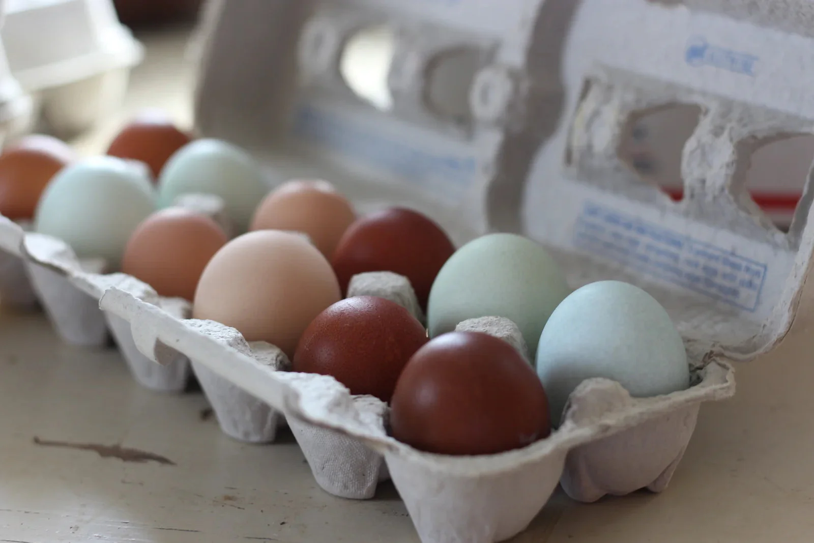 Coronation Sussex Started Young Pullet Hens (Available Now) - Image 4