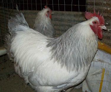 Coronation Sussex Started Young Pullet Hens (Available Now) - Image 5