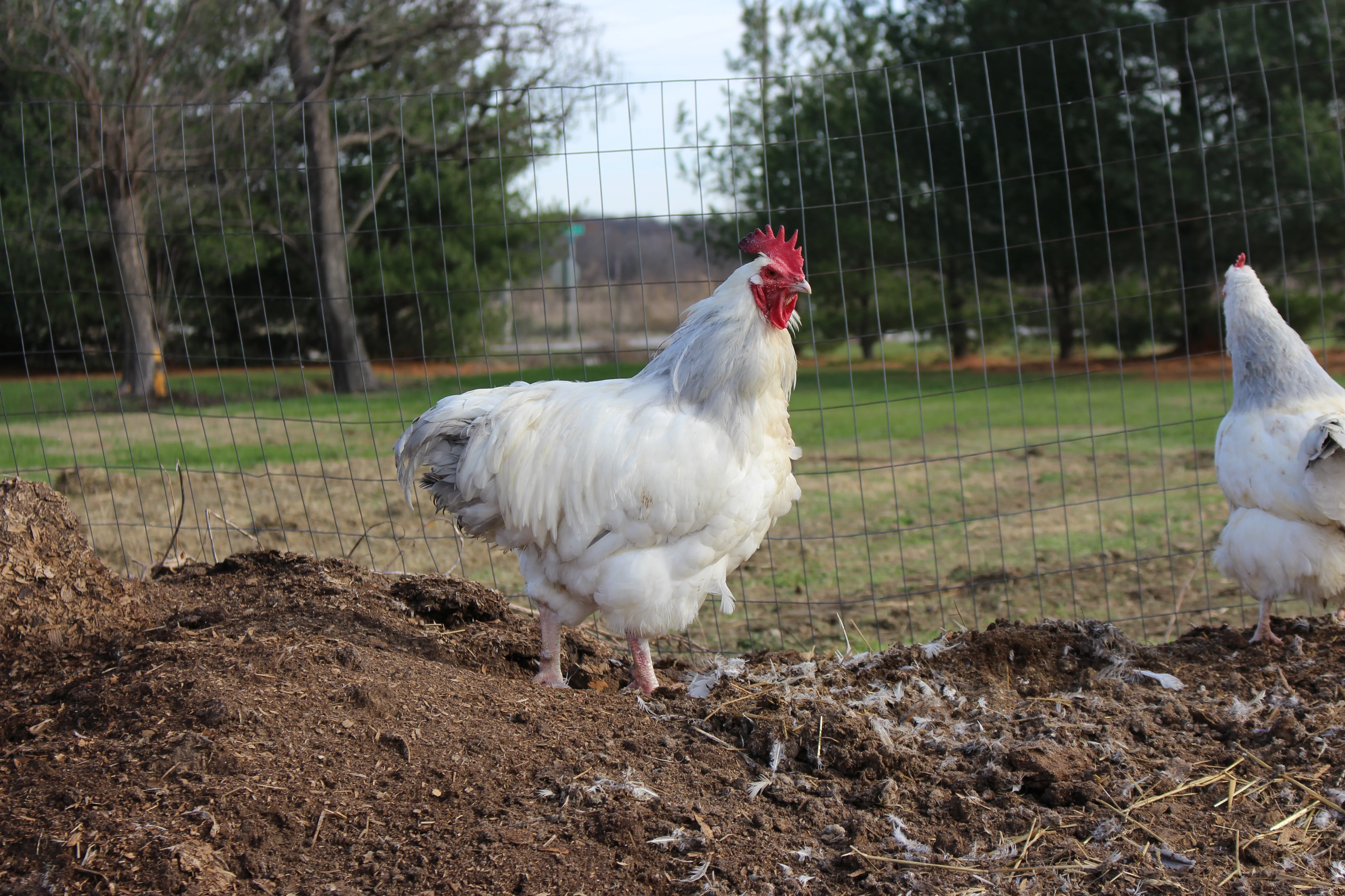 Coronation Sussex Started Young Pullet Hens (Available Now) - Image 6