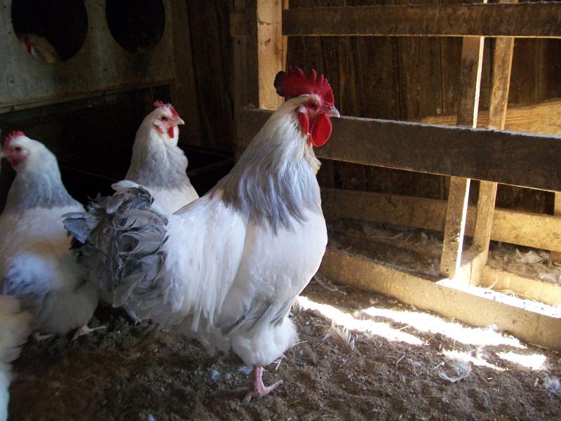 Coronation Sussex Started Young Pullet Hens (Available Now) - Image 7