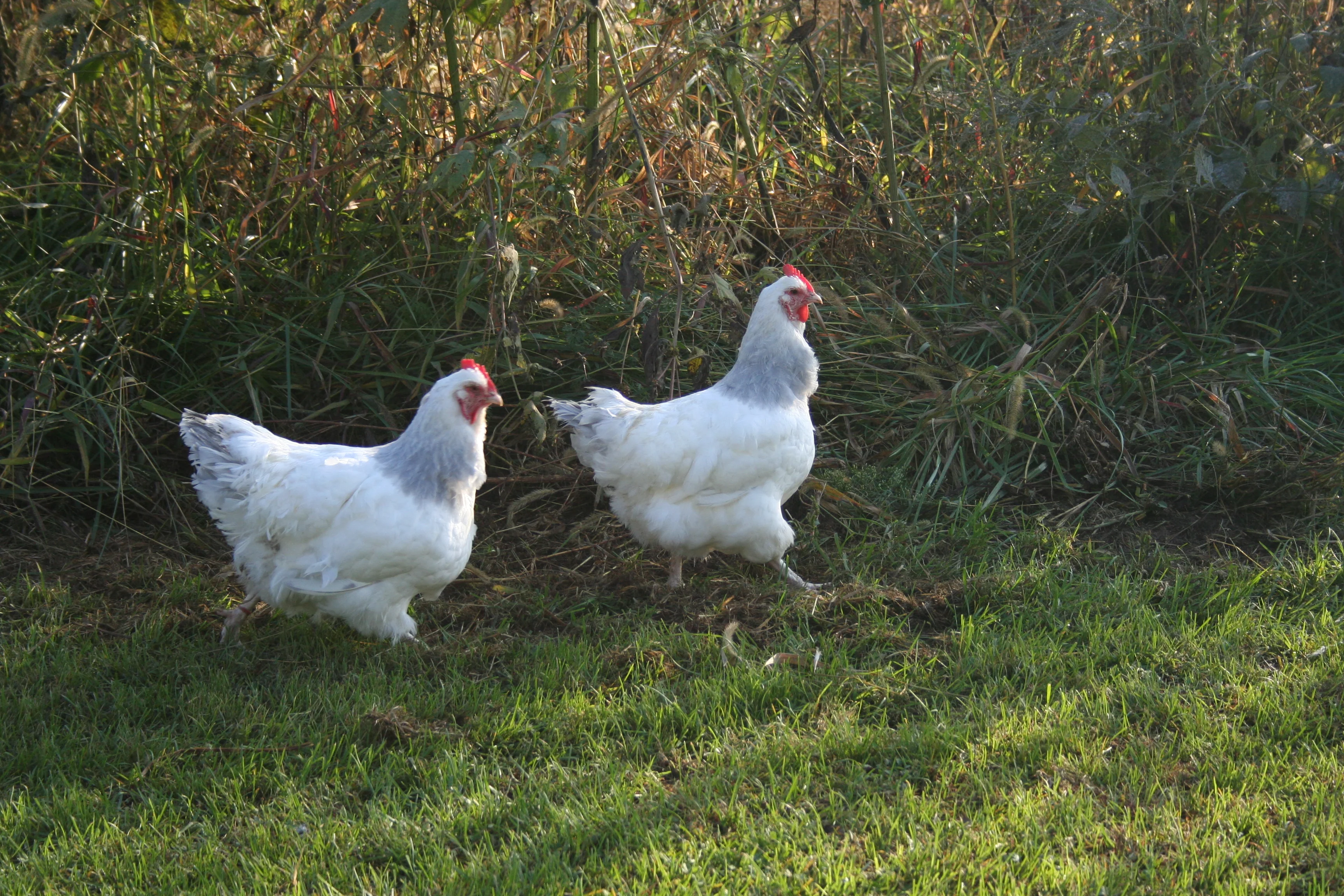 Coronation Sussex Started Young Pullet Hens (Available Now) - Image 8