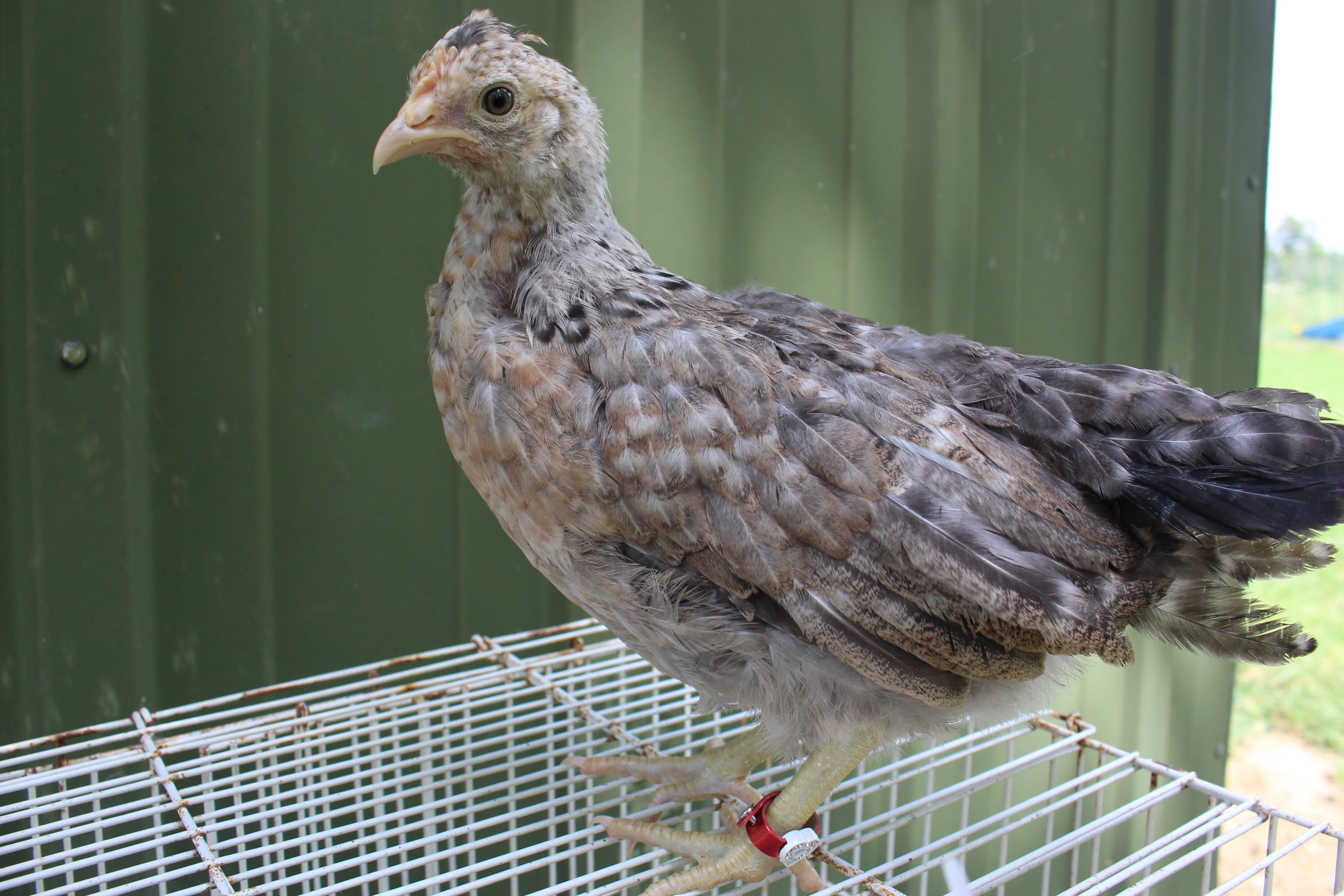Crested Cream Legbar Chicks - Image 6
