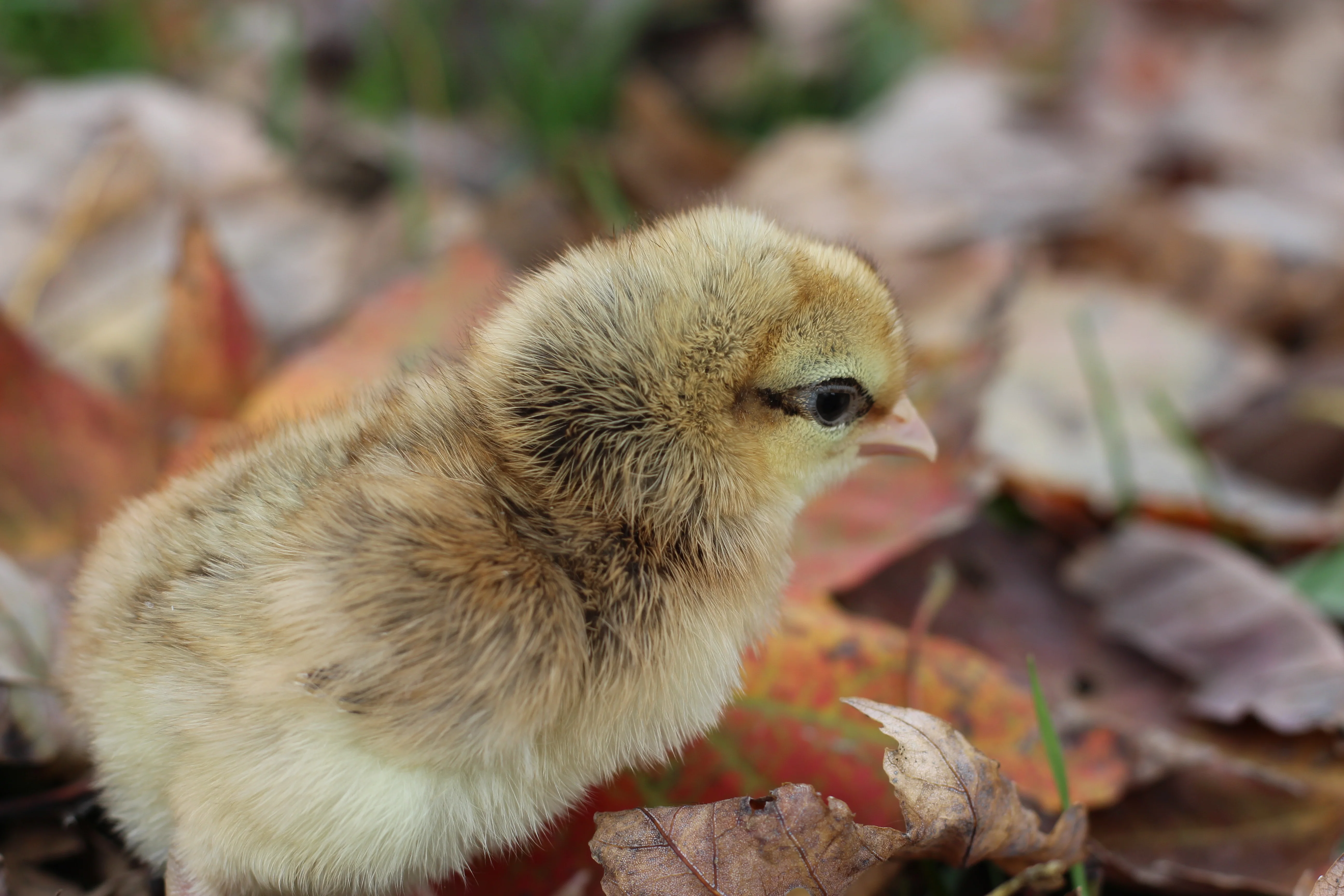 Crested Cream Legbar Chicks - Image 7