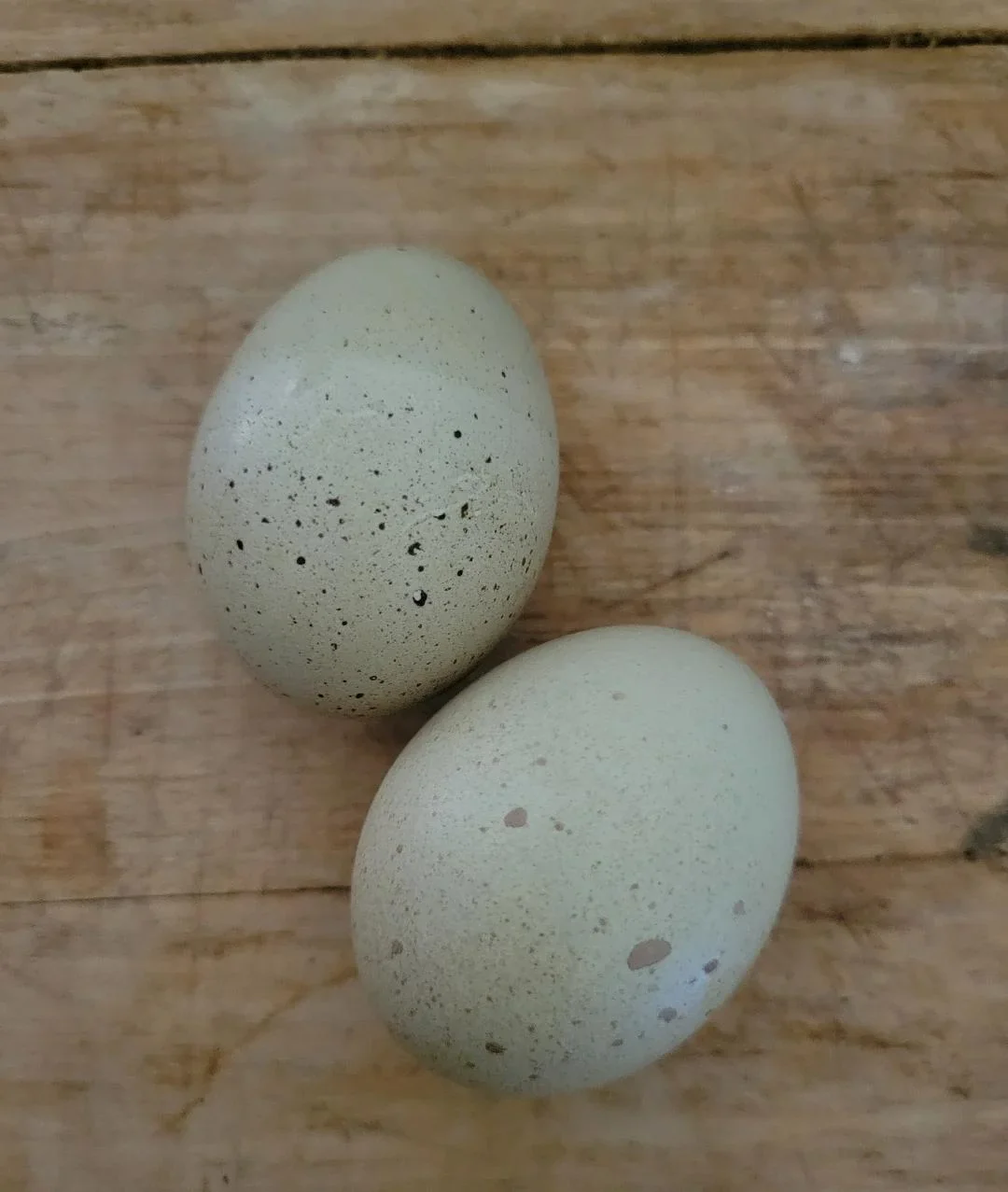 F2 Olive Egger Chicks - Image 7