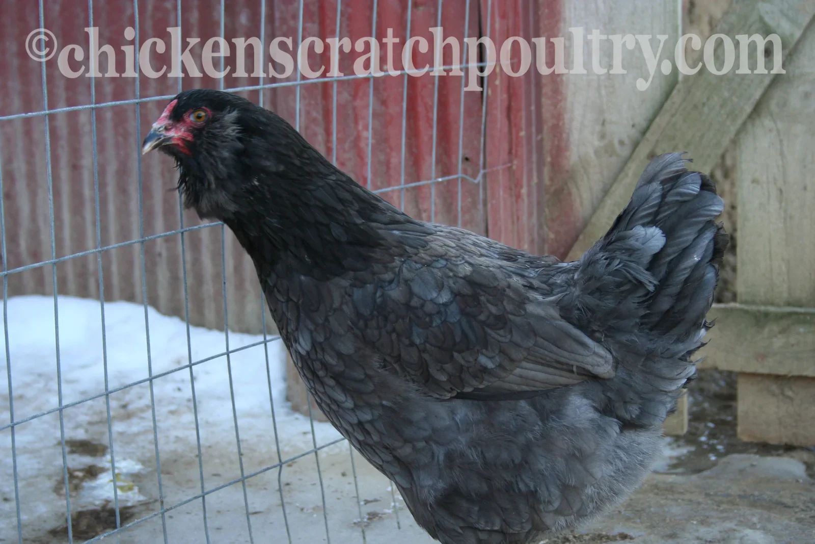F2 Olive Egger Started Young Pullet Hens 7 to 8 Weeks Old Ready Now - Image 5