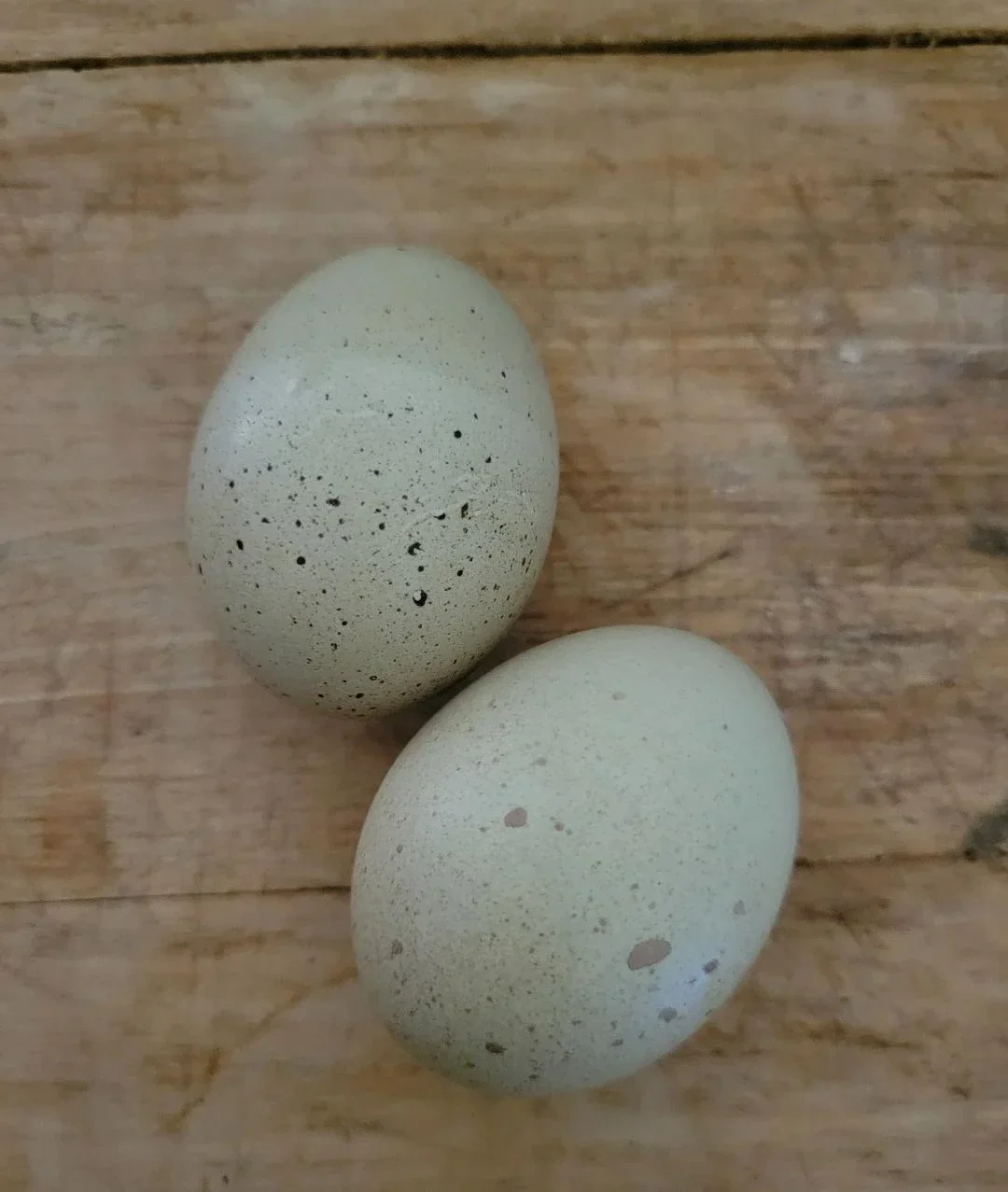 F2 Olive Egger Started Young Pullet Hens (Available Now) - Image 4