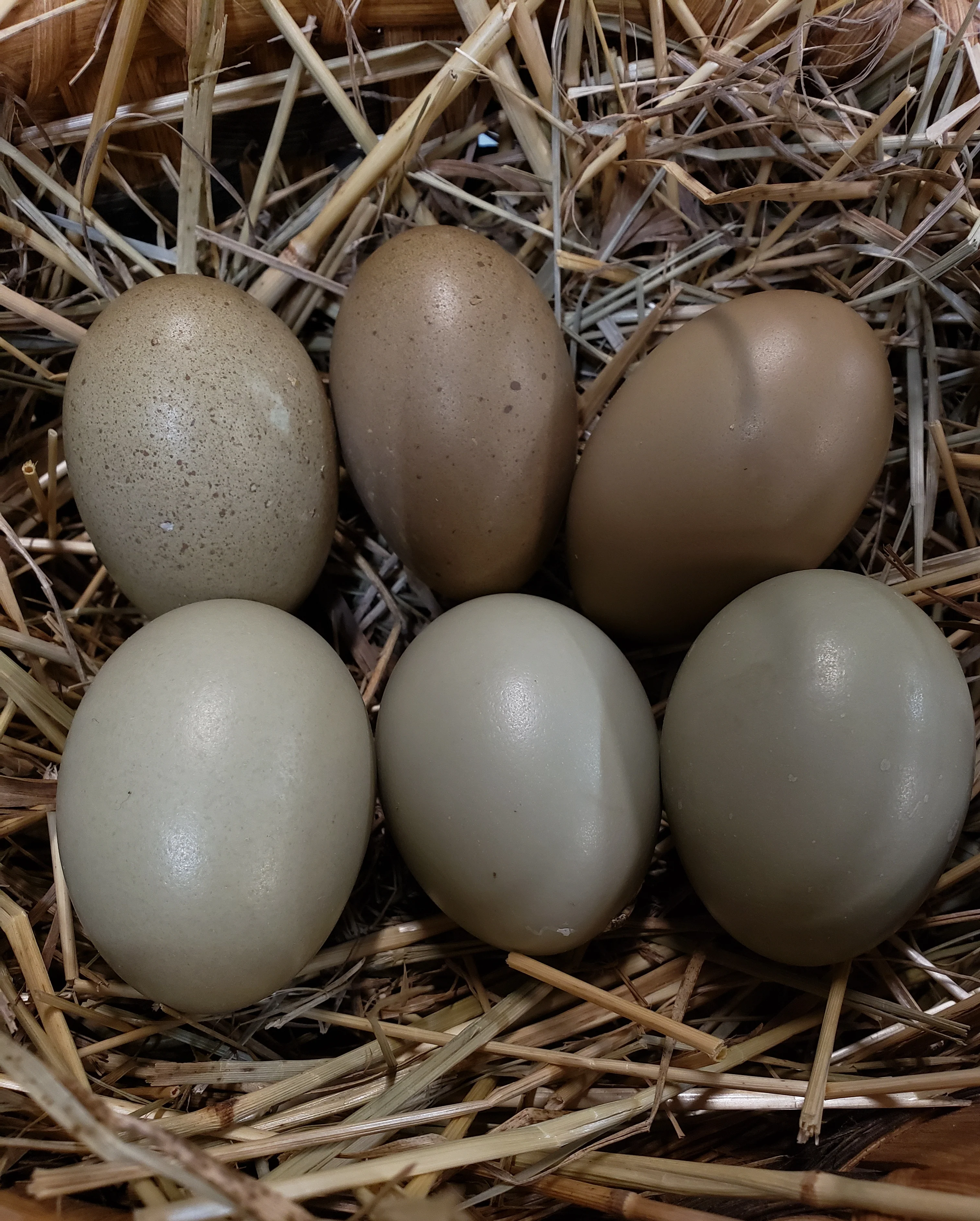 F2 Olive Egger Started Young Pullet Hens (Available Now) - Image 7