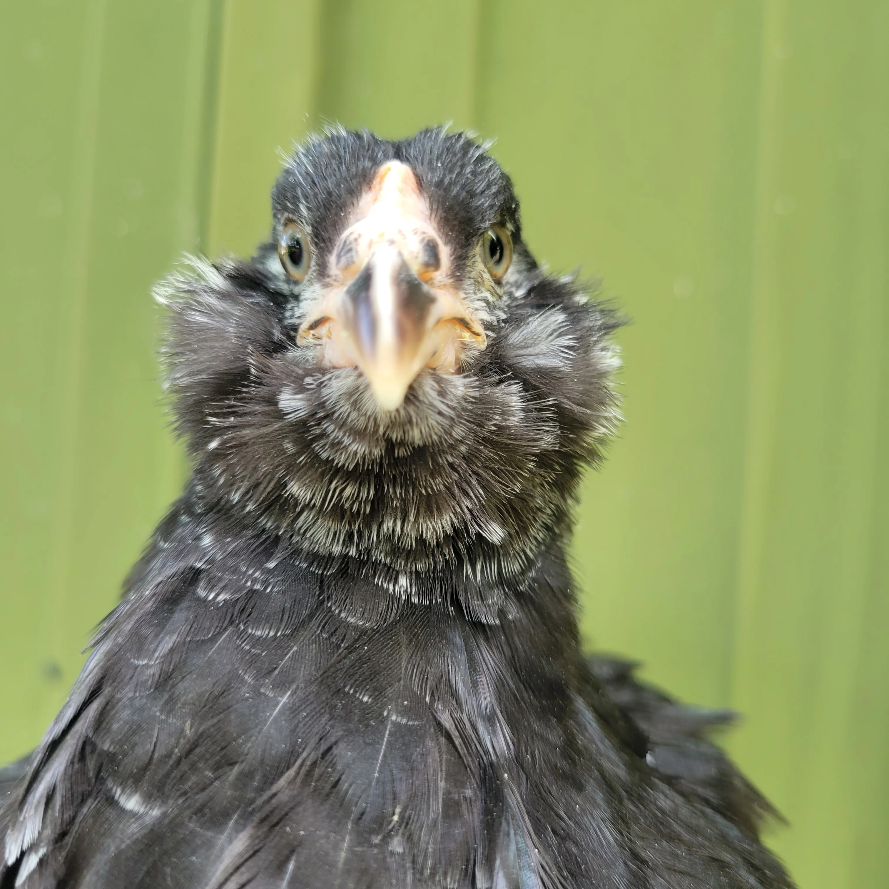 F2 Olive Egger Started Young Pullet Hens (Available Now) - Image 8