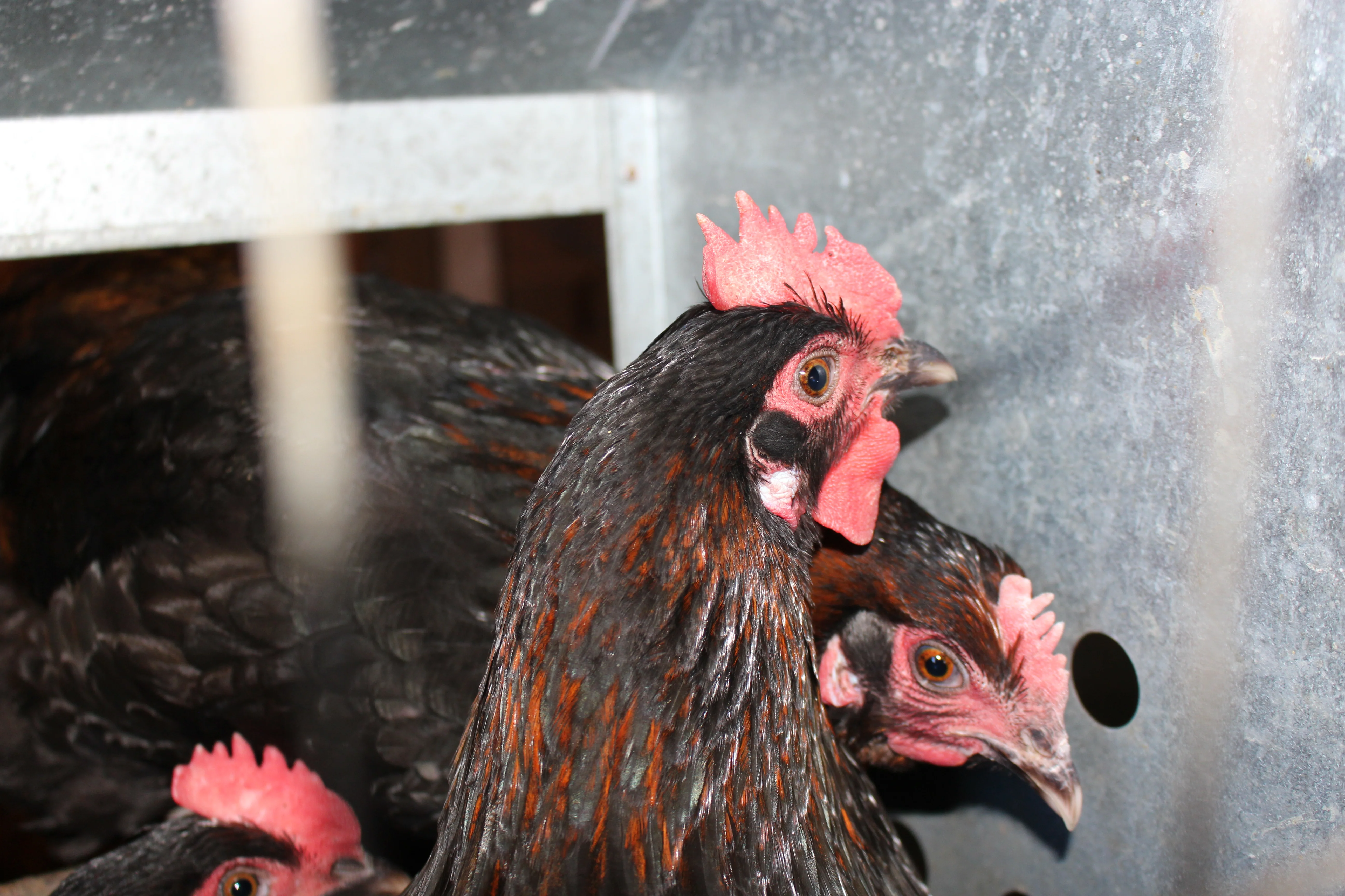 French Black Copper Marans Chicks - Image 10