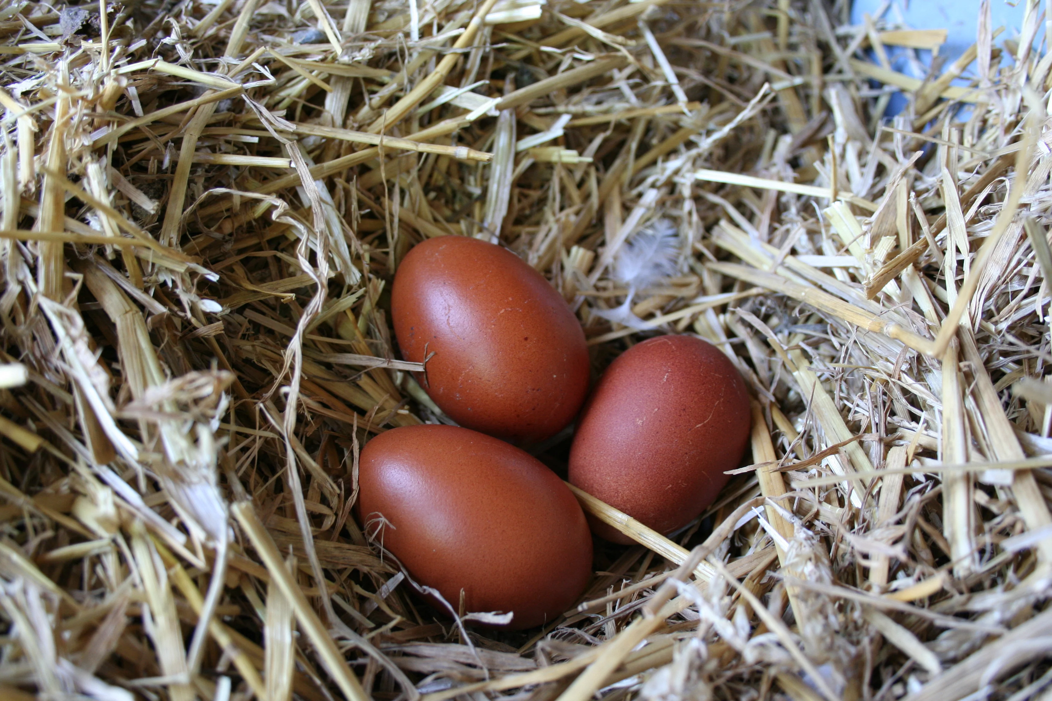 French Black Copper Marans Started Young Pullet Hens Available Now - Image 10