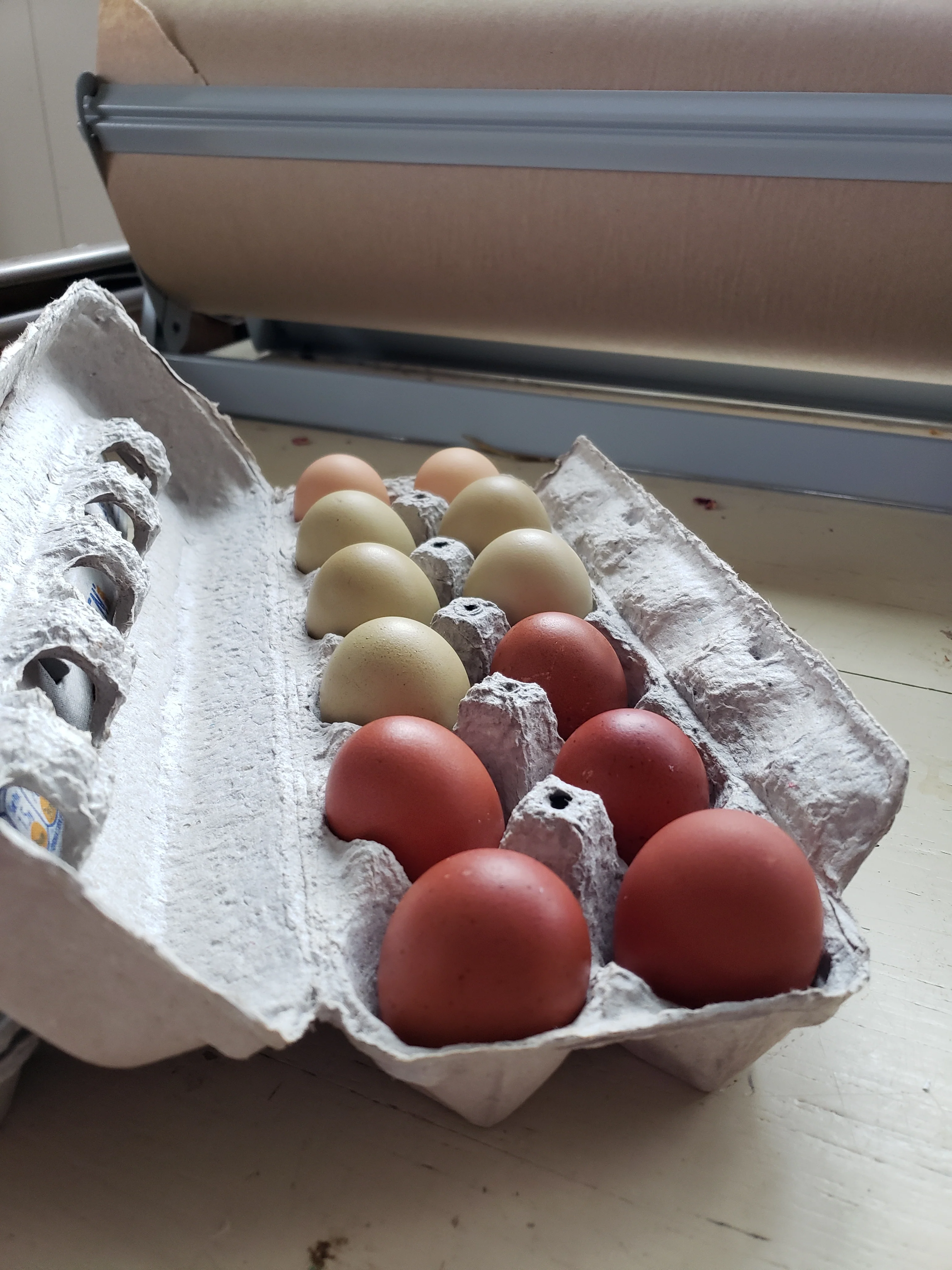 French Black Copper Marans Started Young Pullet Hens Available Now - Image 14