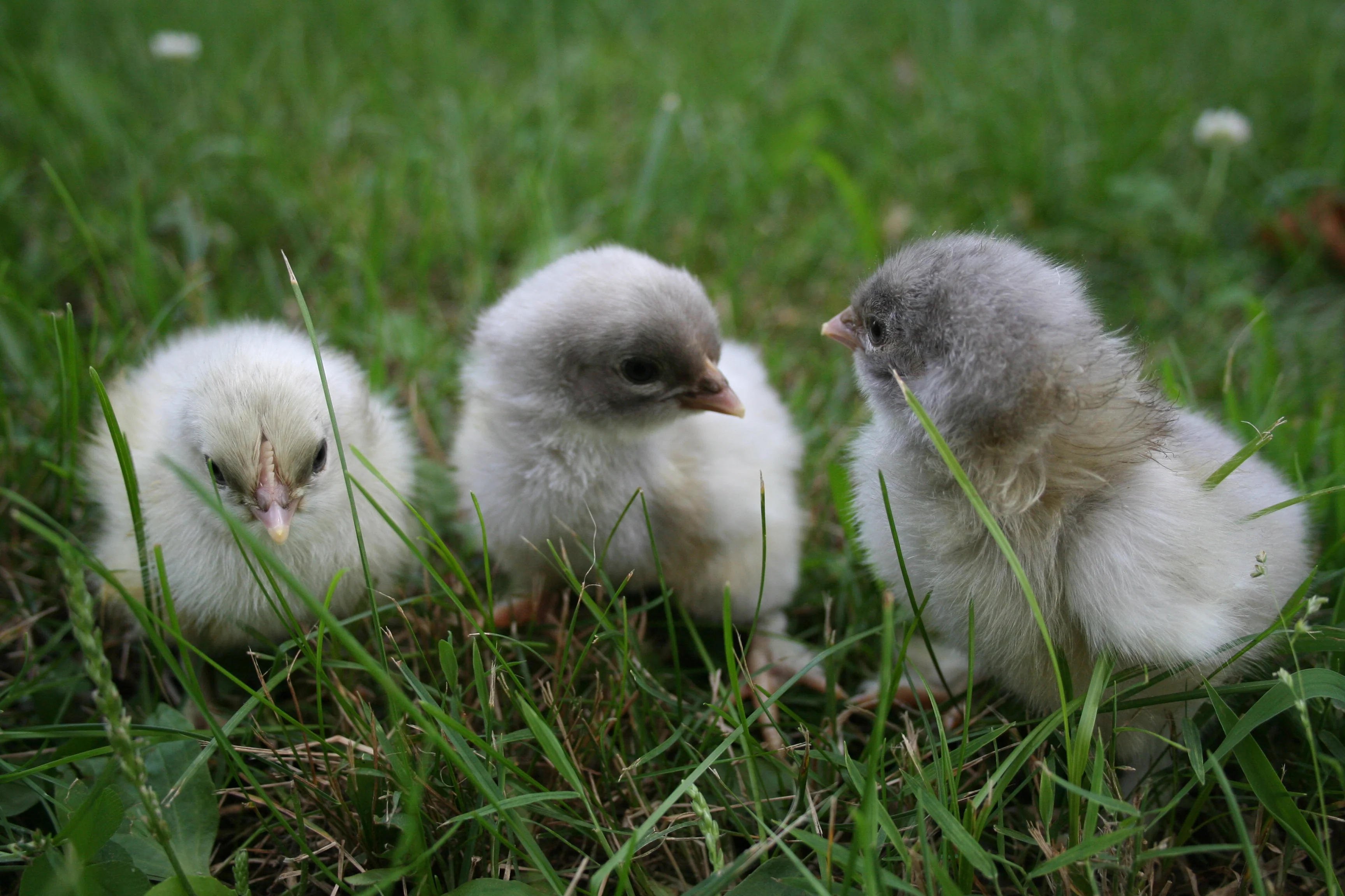 French Blue Copper Marans Chicks - Image 11
