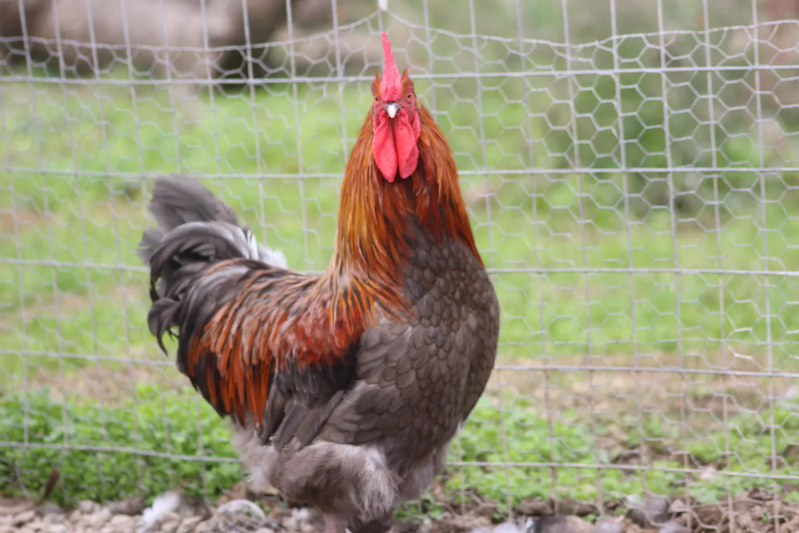 French Blue Copper Marans Chicks - Image 5