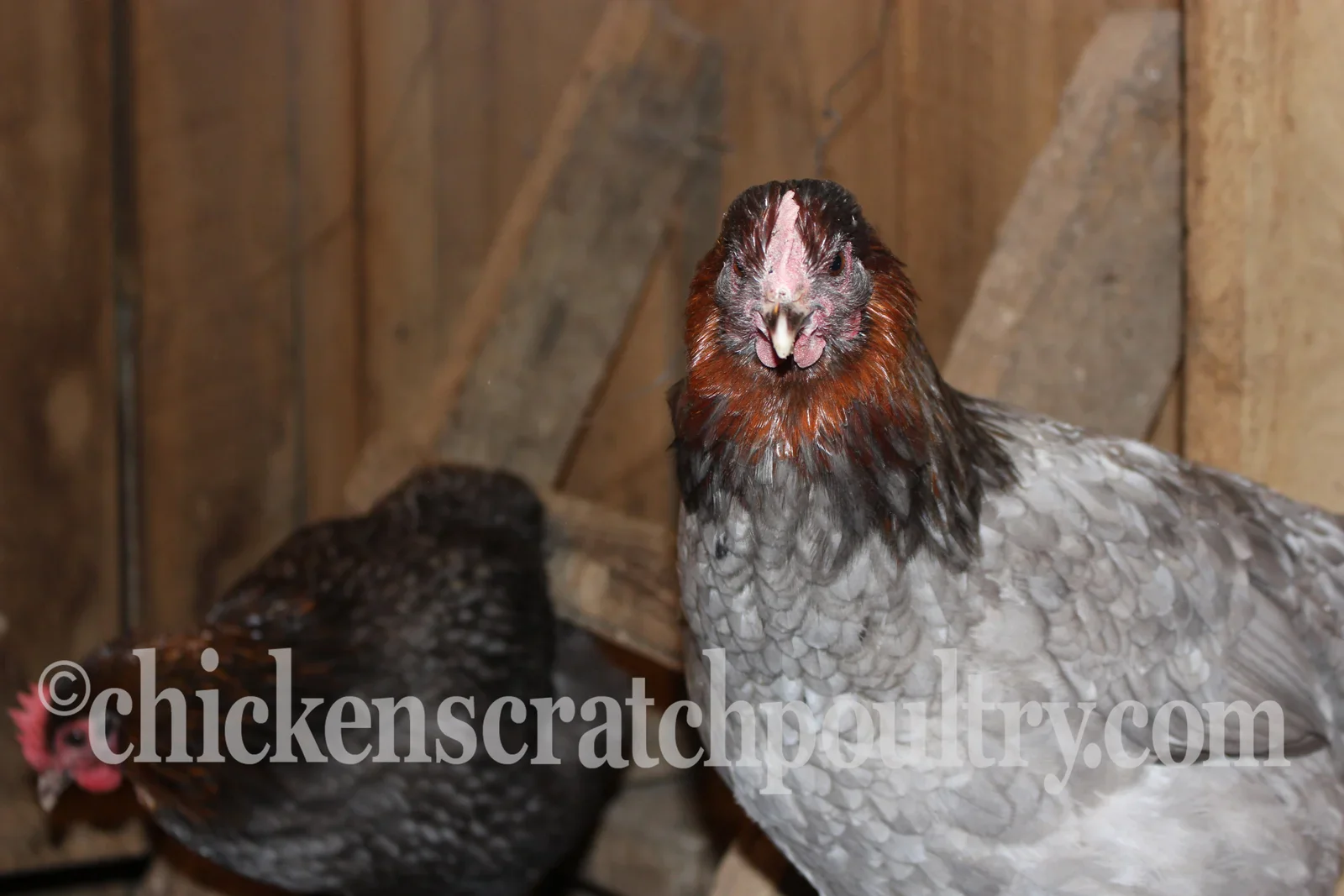 French Blue Copper Marans Chicks - Image 6