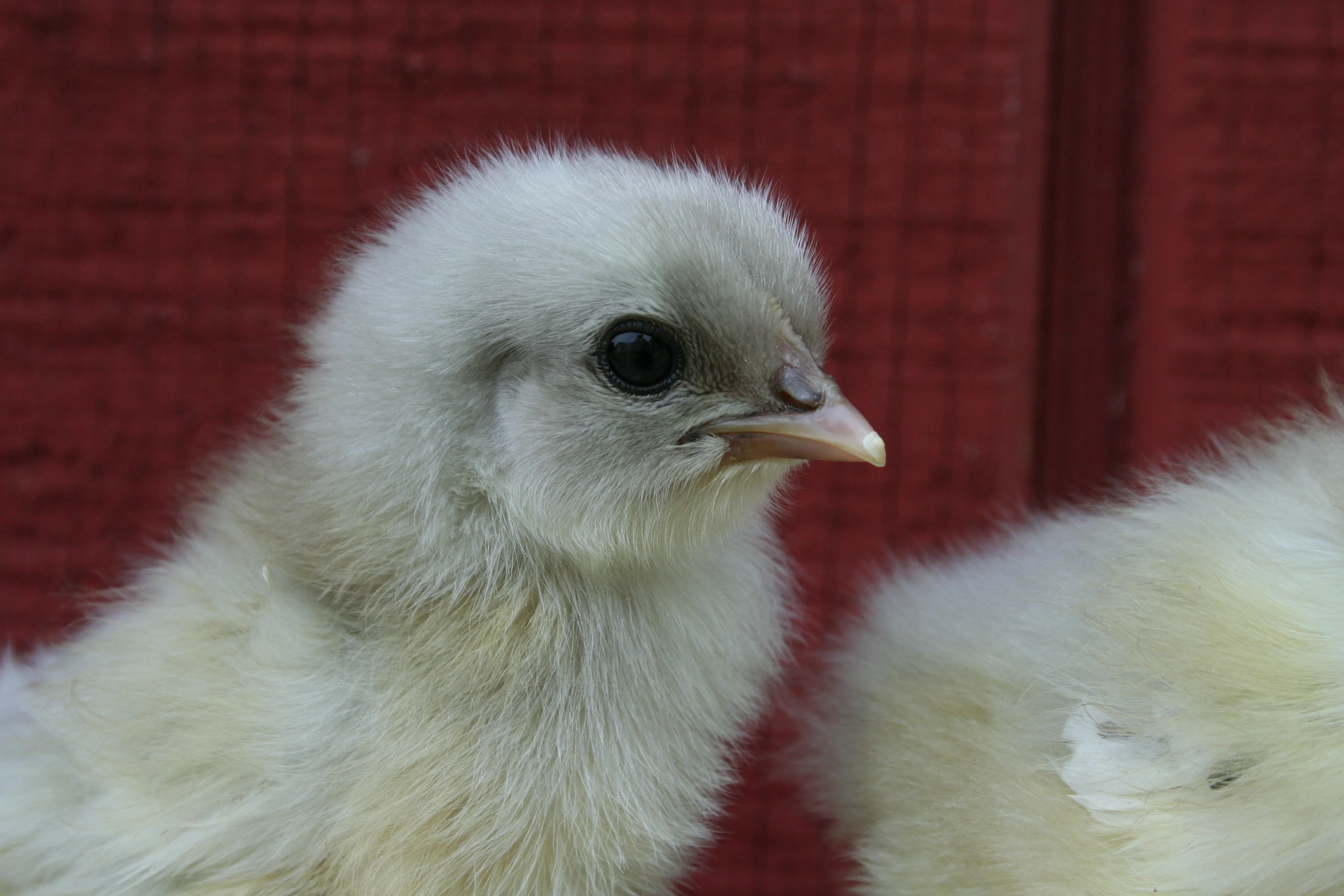 French Splash Marans Chicks