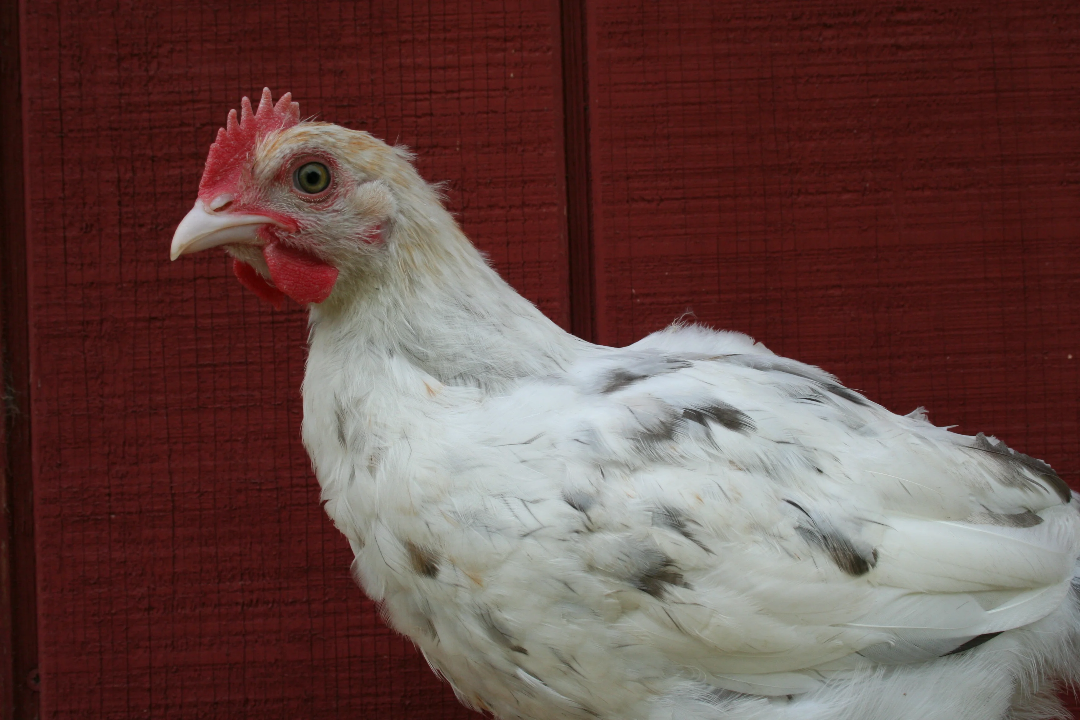 French Splash Marans Chicks - Image 8