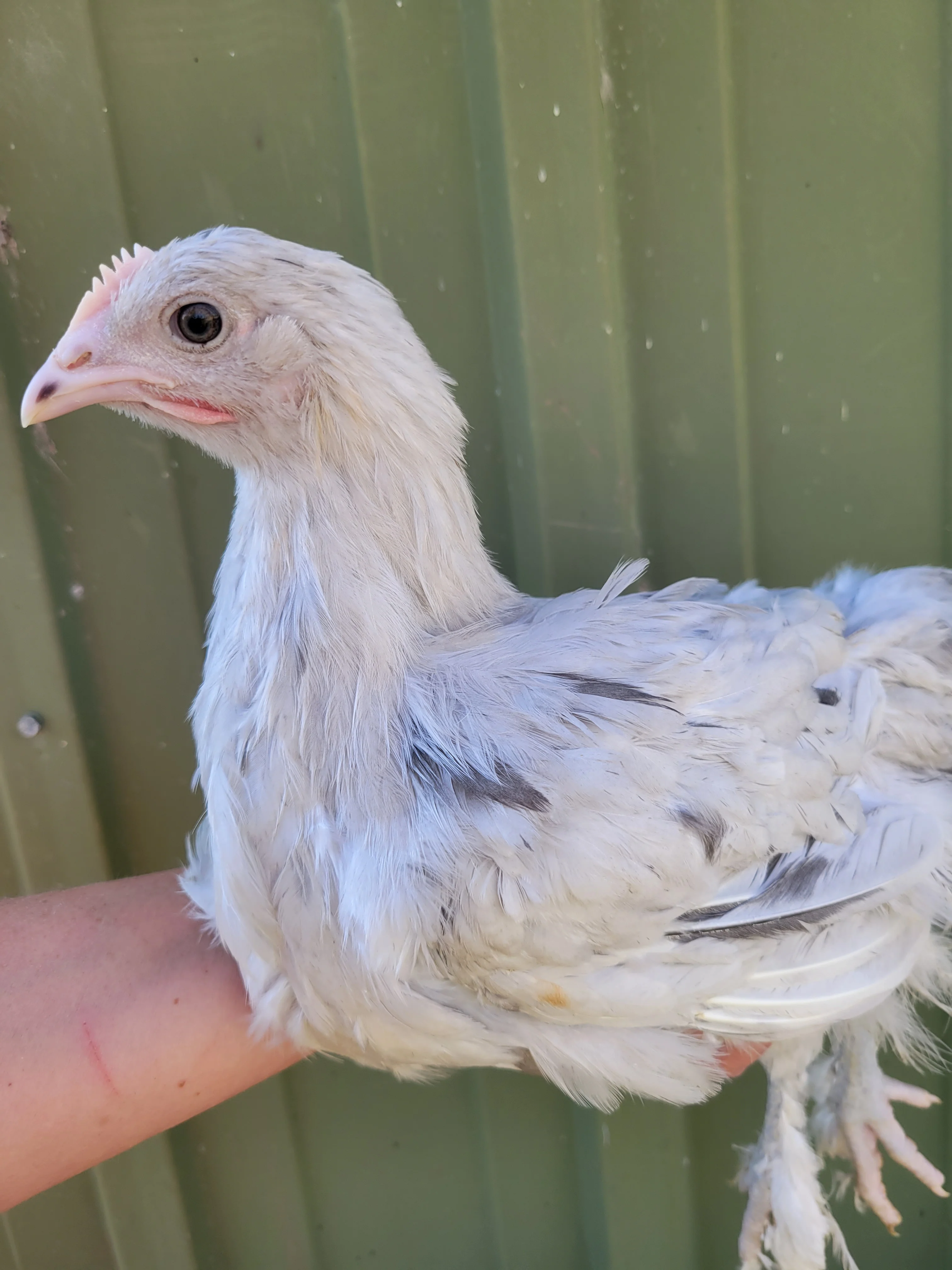 French Splash Marans Chicks - Image 9