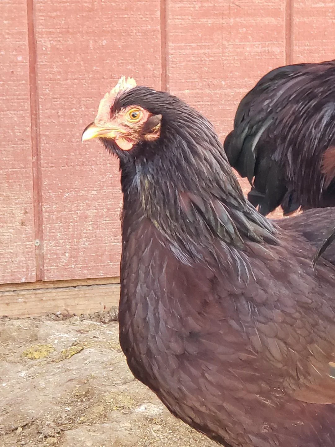 Heritage Rhode Island Red Chicks - Image 2
