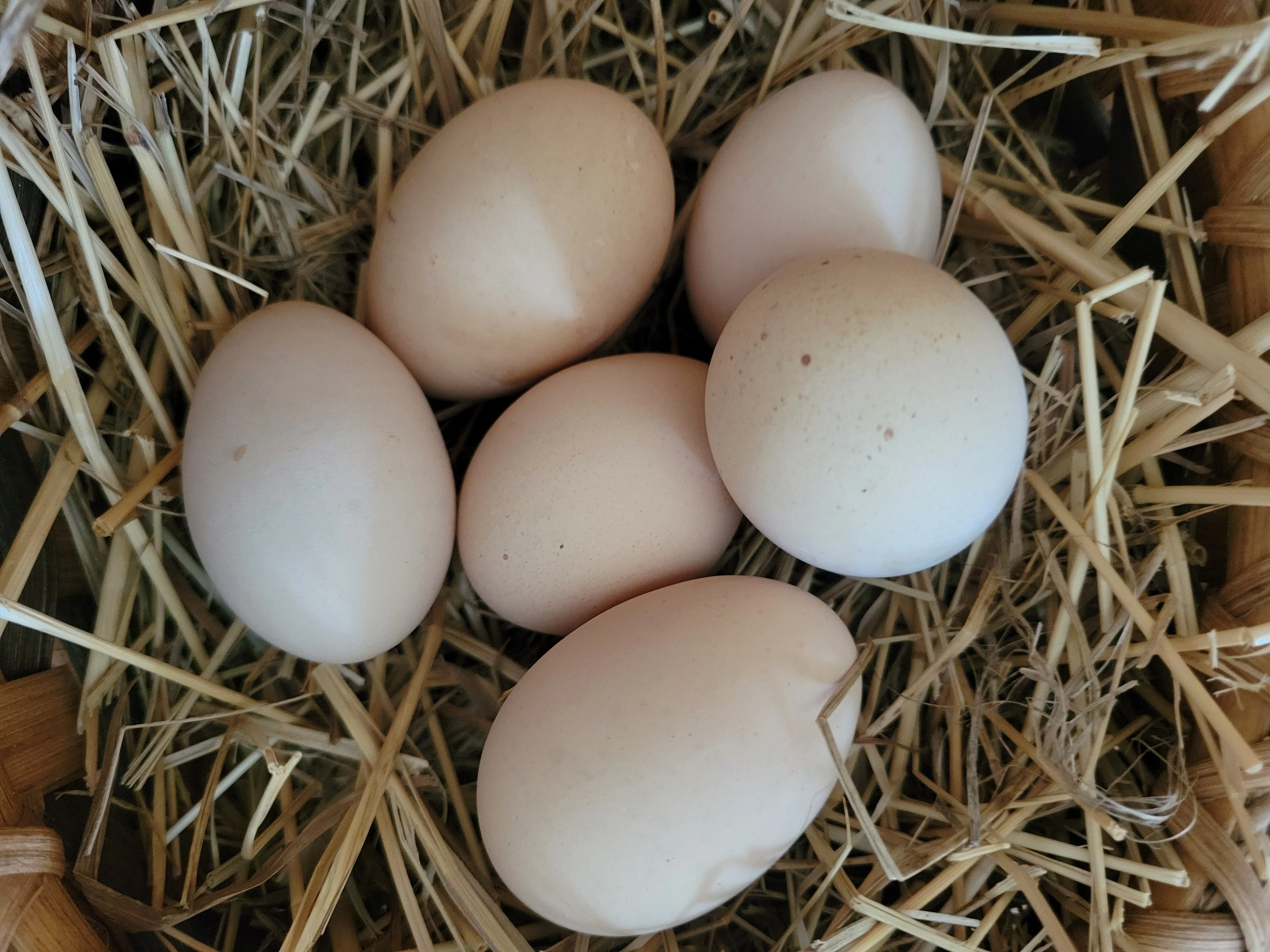 Heritage Rhode Island Red Started Young Pullet Hens 7 to 8 Weeks Old Ready Now - Image 5