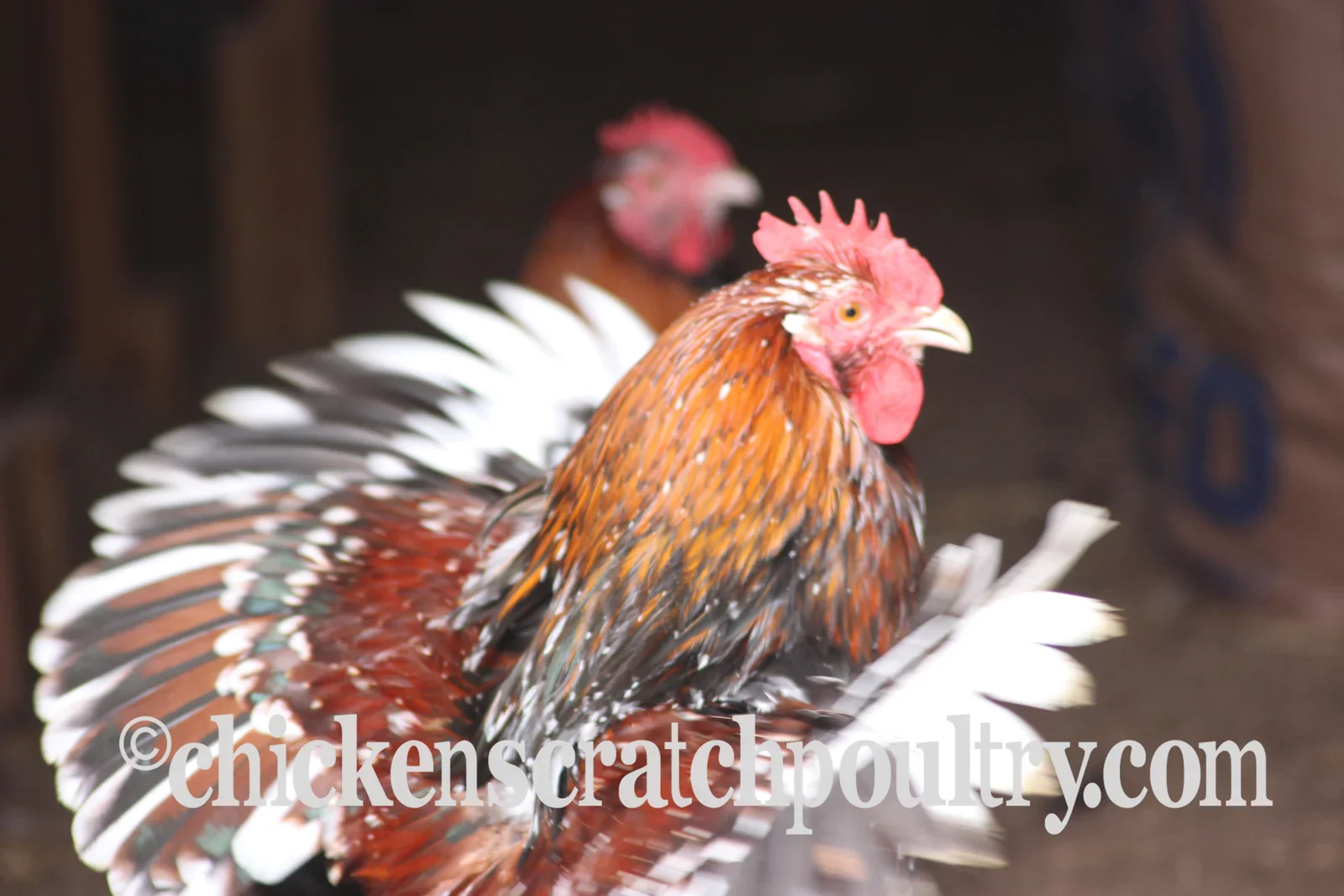 Jubilee Orpington Chicks - Image 4
