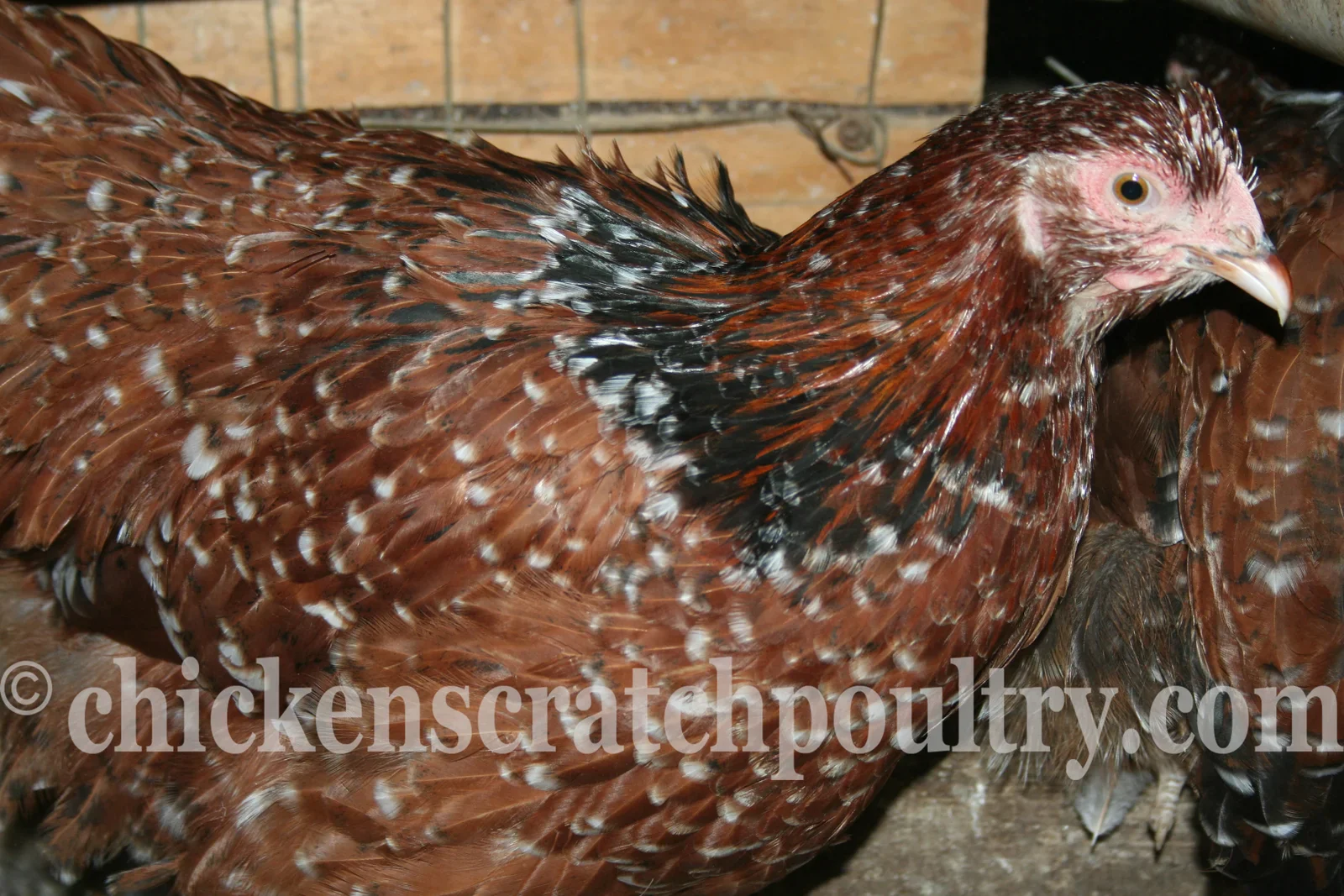 Jubilee Orpington Chicks - Image 5