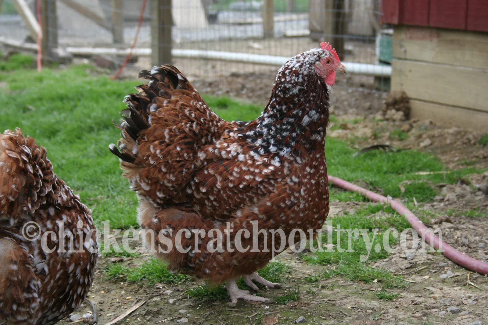 Jubilee Orpington Chicks - Image 6