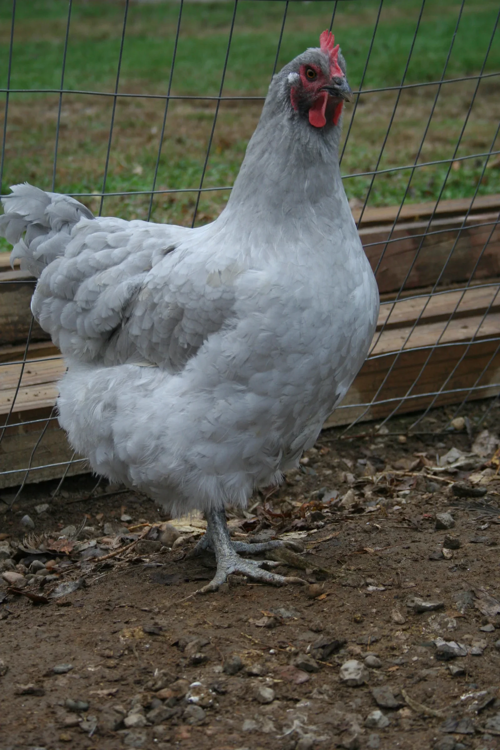 Lavender Orpington Chicks - Image 2