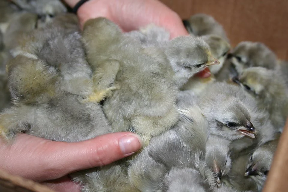 Lavender Orpington Chicks - Image 6
