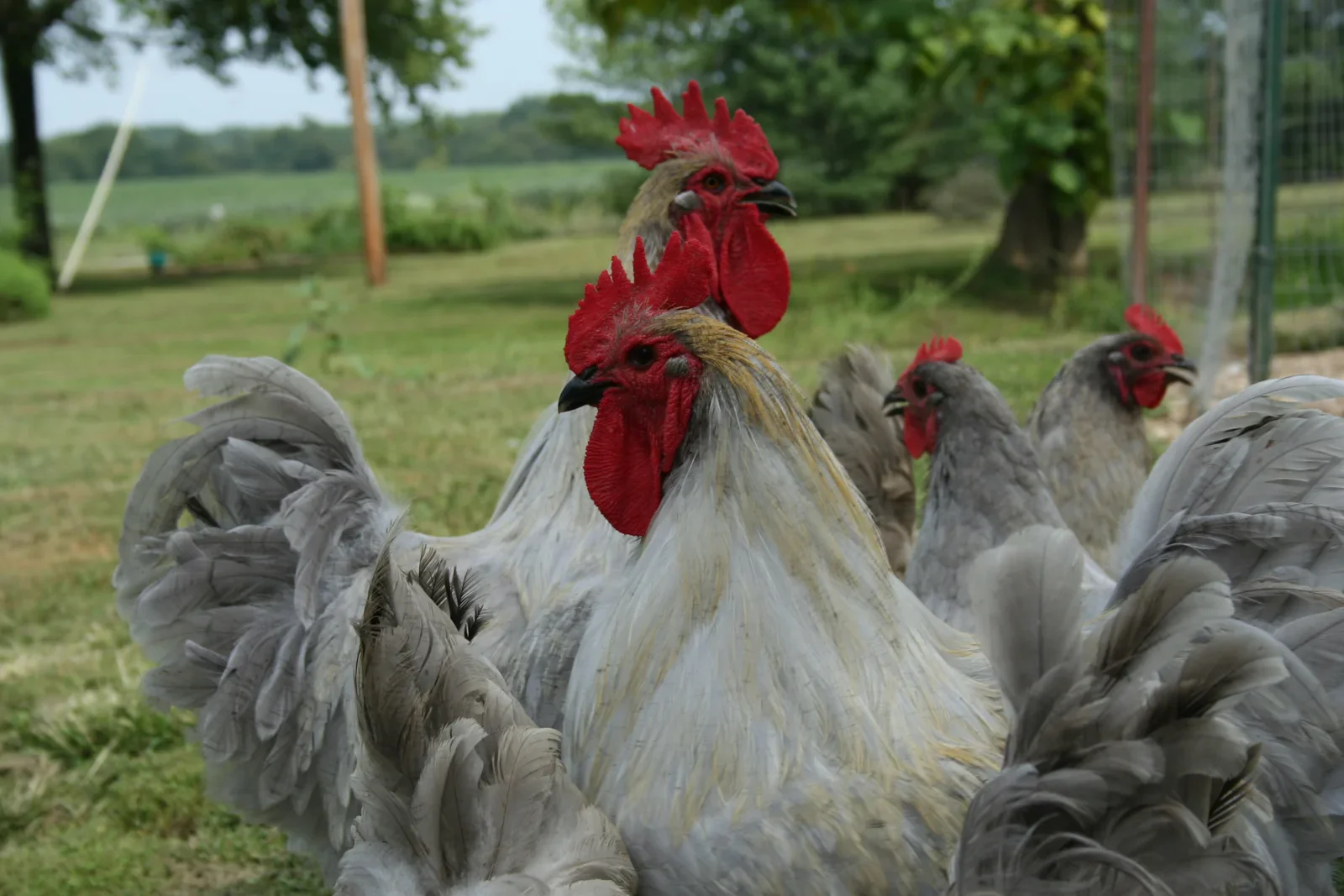 Lavender Orpington Chicks - Image 8