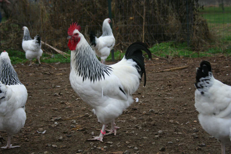 Light Sussex Chicks - Image 7