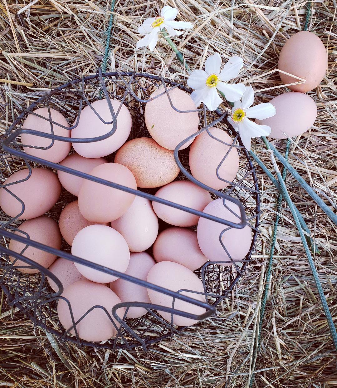 Light Sussex Started Young Pullet Hens "Available Now" - Image 4
