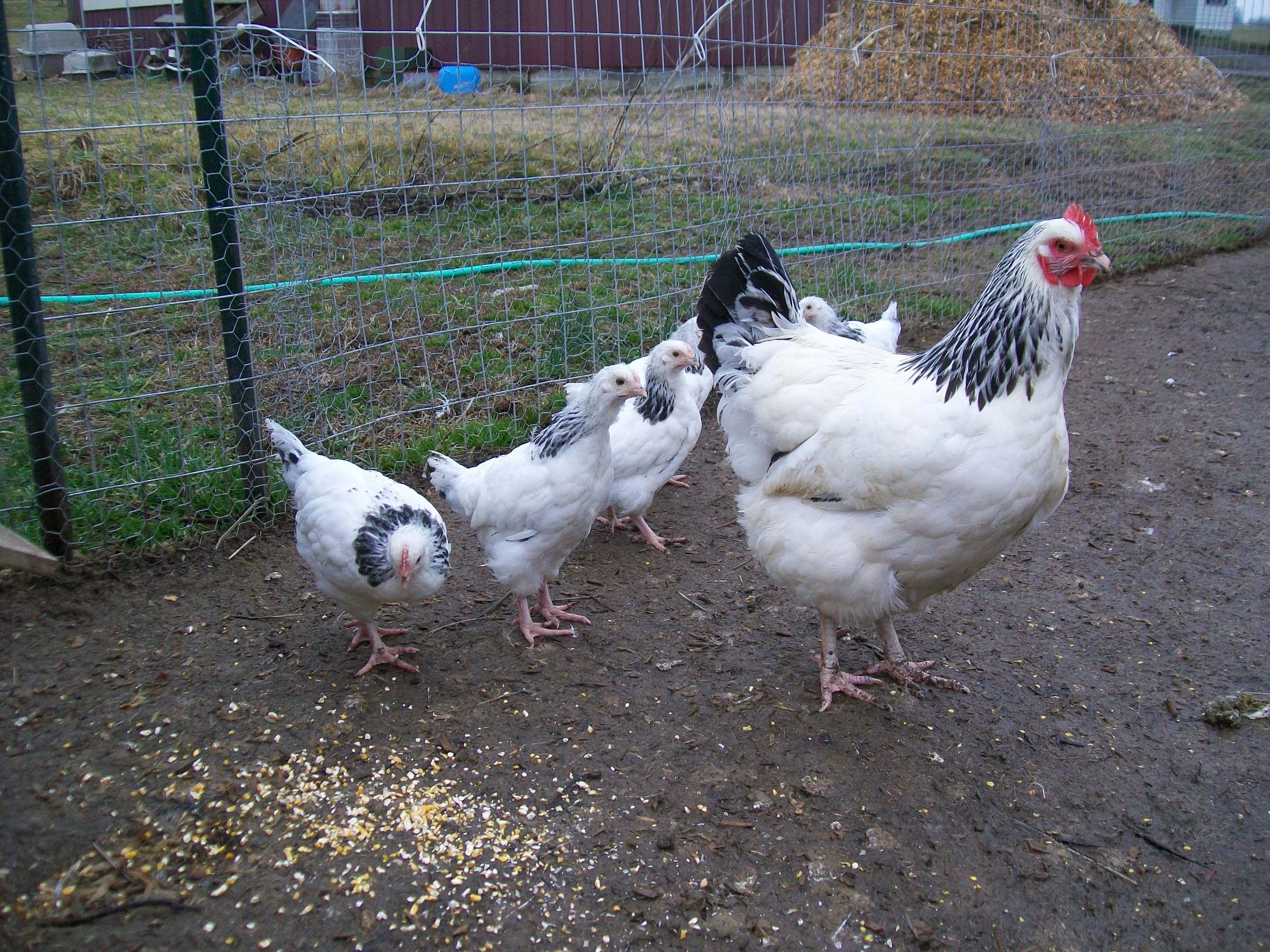 Light Sussex Started Young Pullet Hens "Available Now" - Image 5